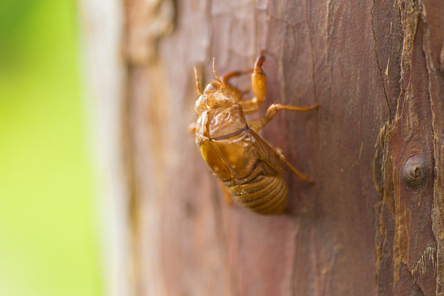Kedekatan cicada di batang pohon