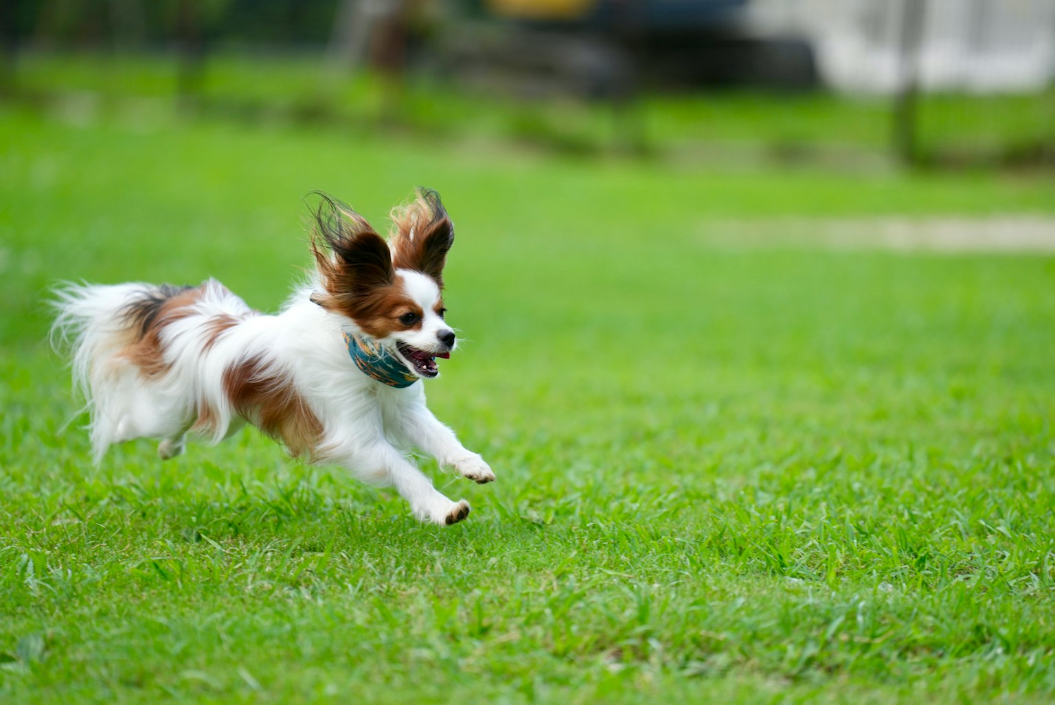 Anjing Papillon berlari di atas rumput
