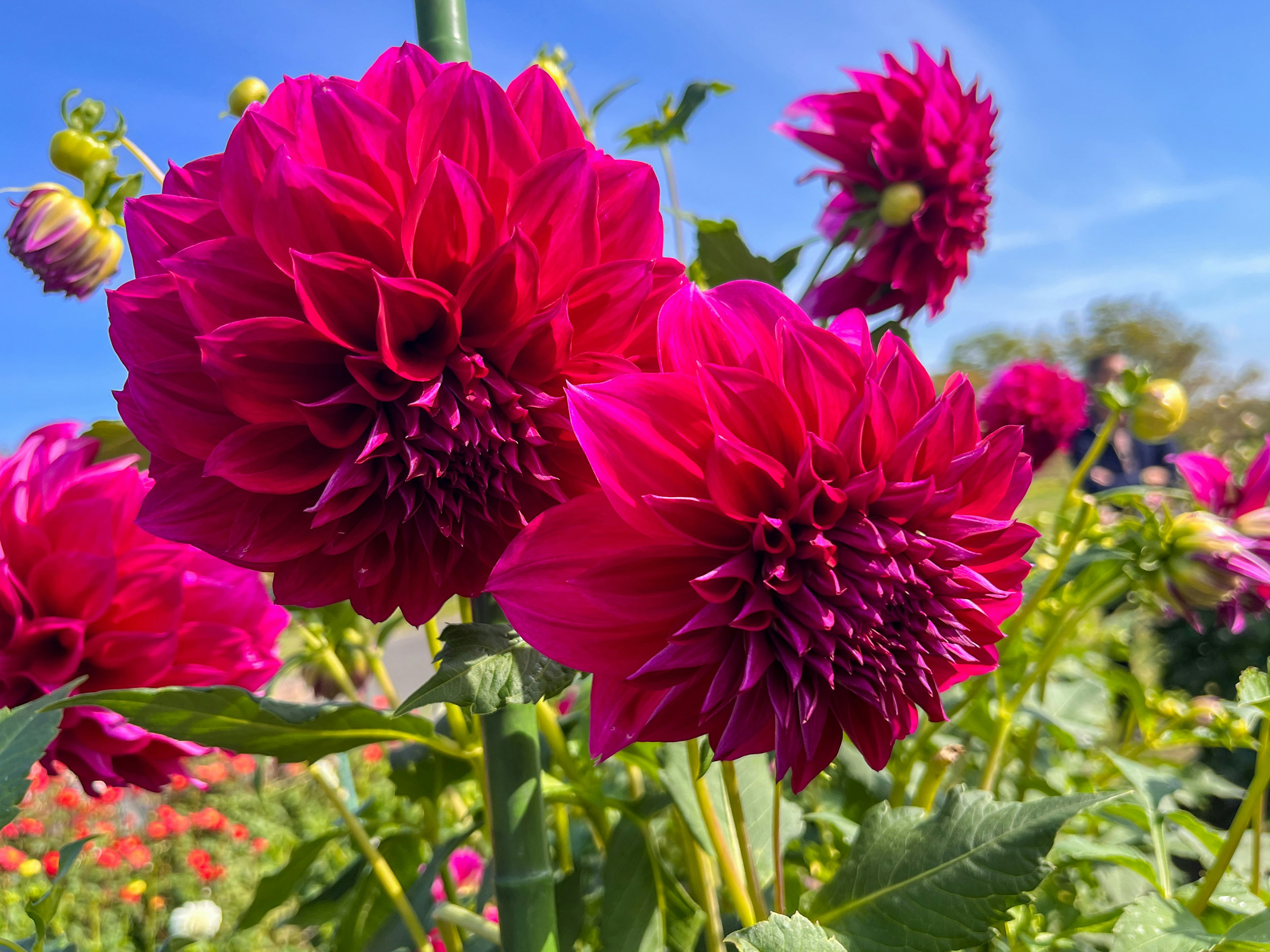 鮮やかなダリアの花が咲き誇る花畑の一角