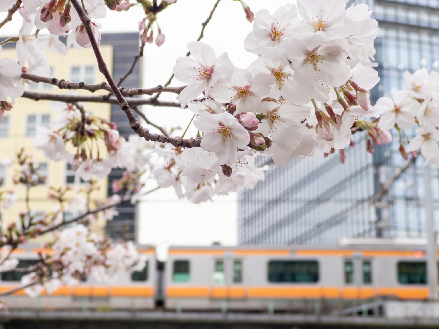 Kirschblüten in voller Blüte mit einem Zug im Hintergrund