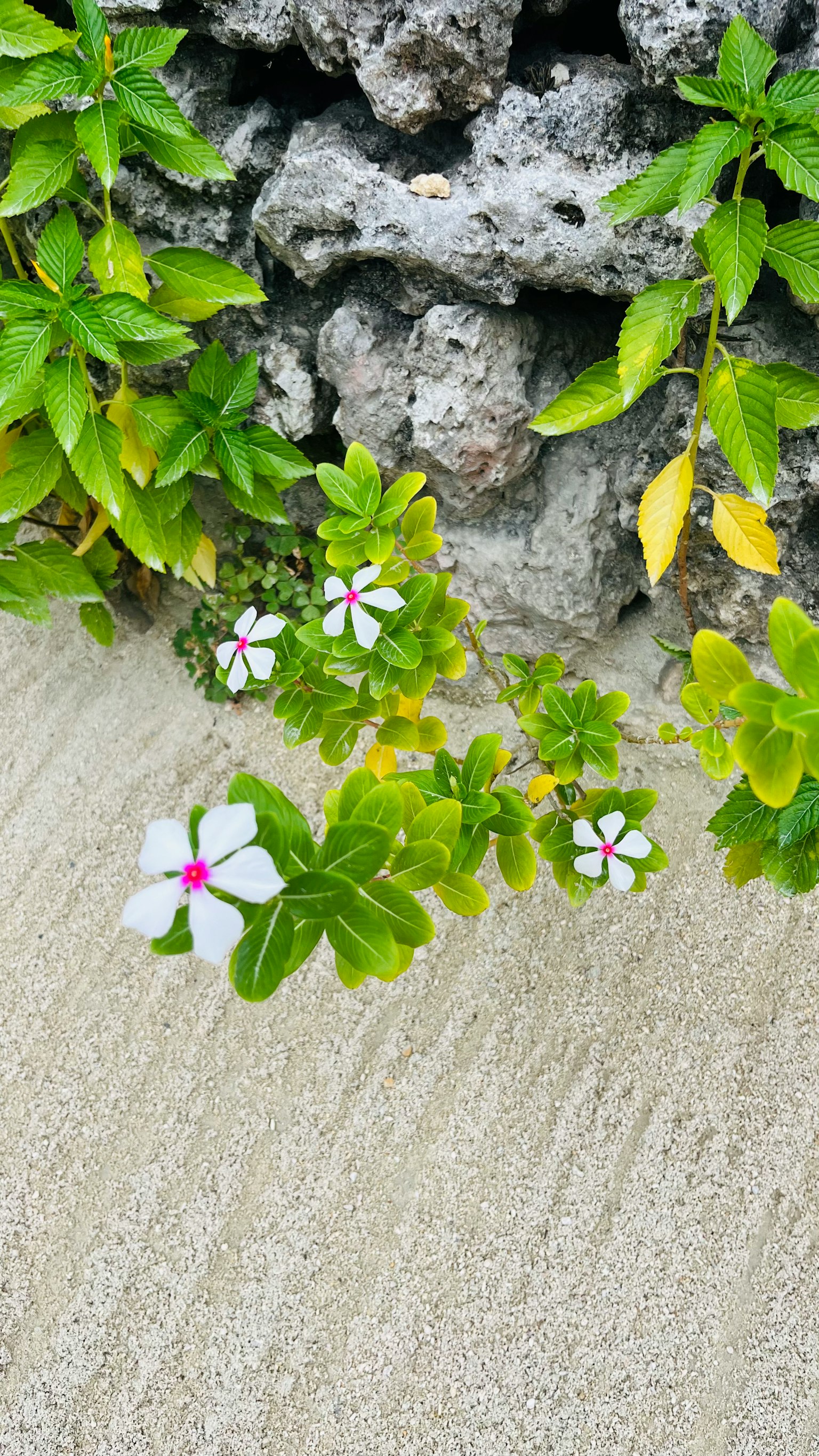 Pequeñas flores blancas con centros rosas y hojas verdes creciendo en el suelo
