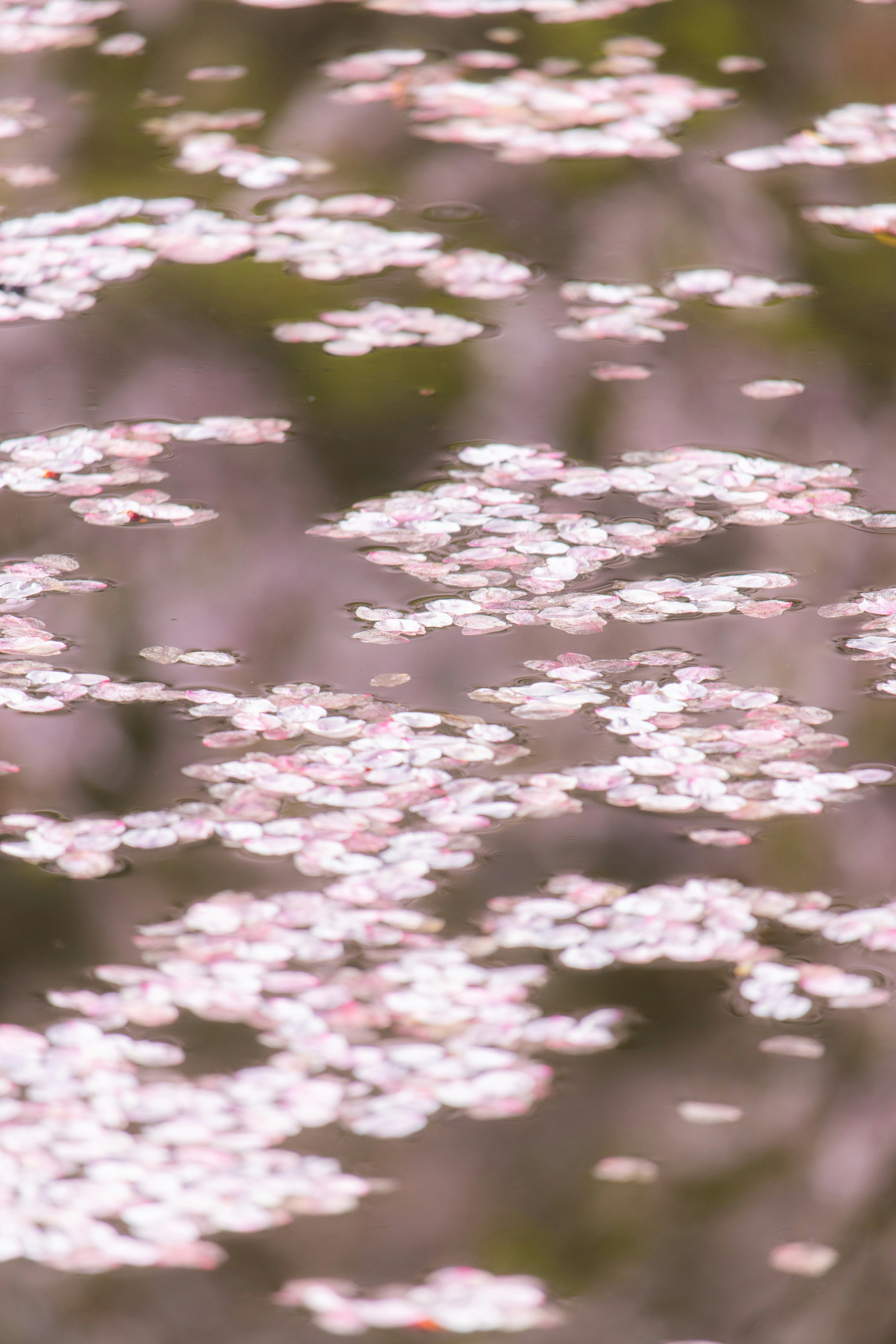 水面に浮かぶ花弁のクローズアップ