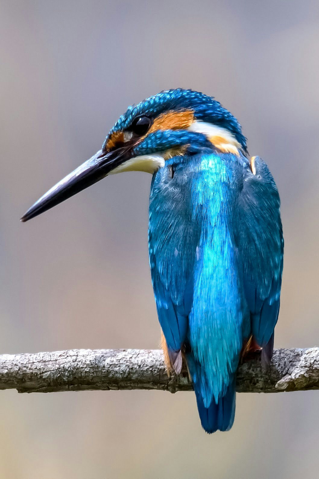 martin pescatore blu posato su un ramo