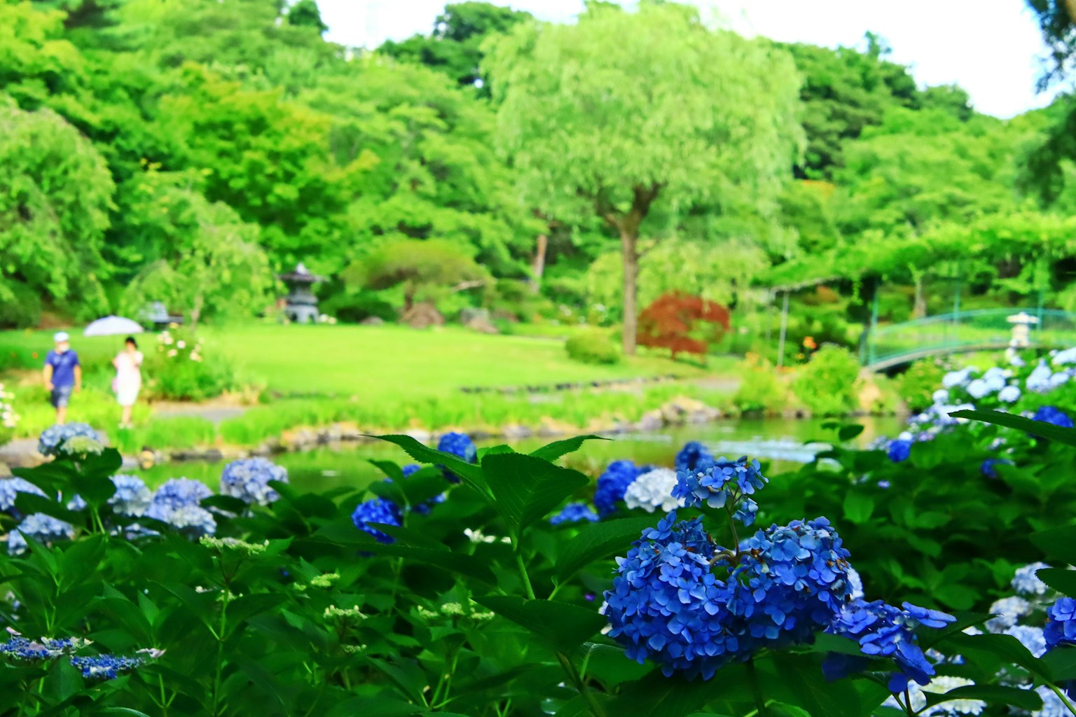 Hortensia biru di taman hijau subur dengan pohon dan orang