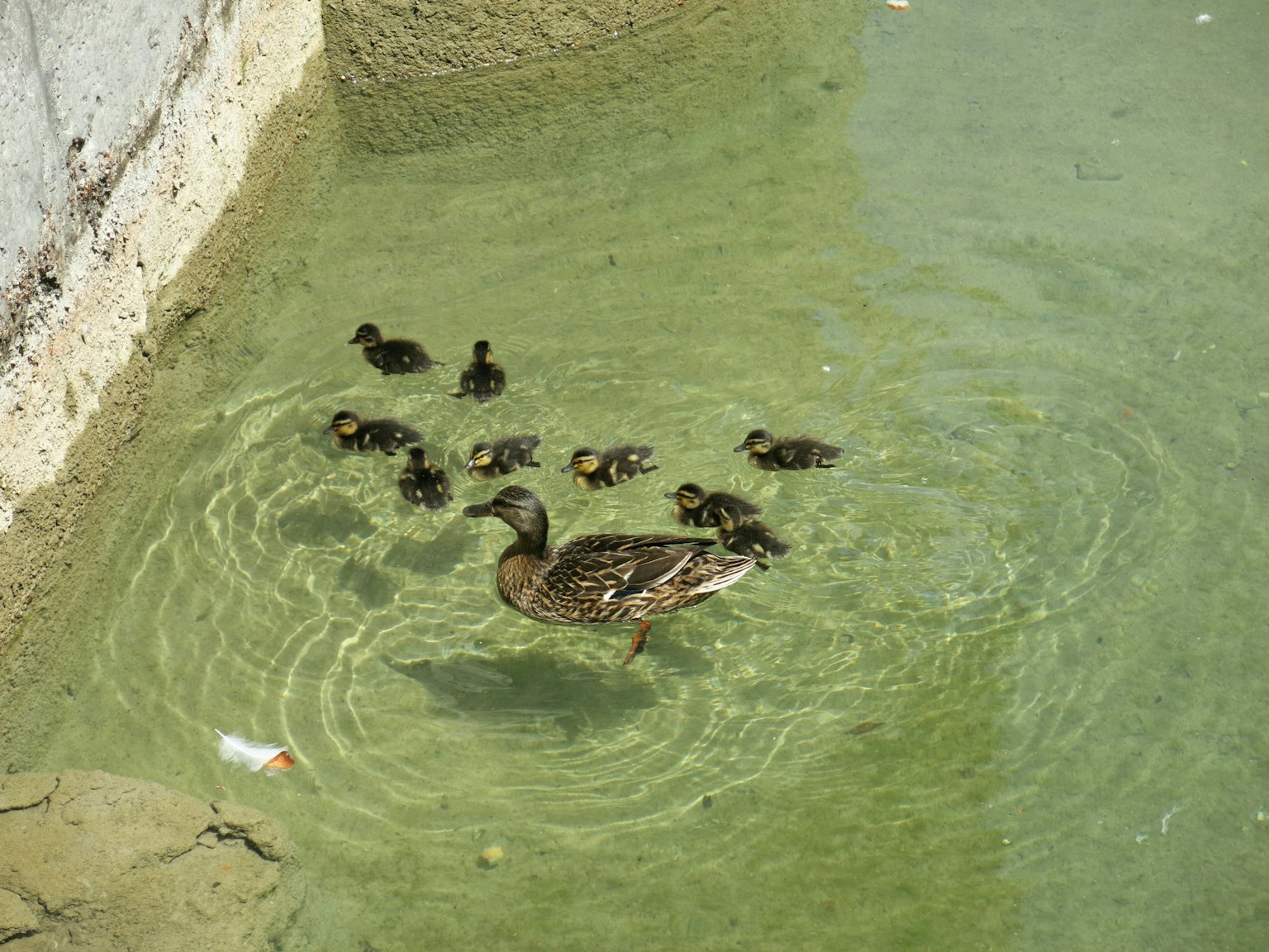 Eine Mutterente schwimmt mit ihren Entenküken im klaren Wasser