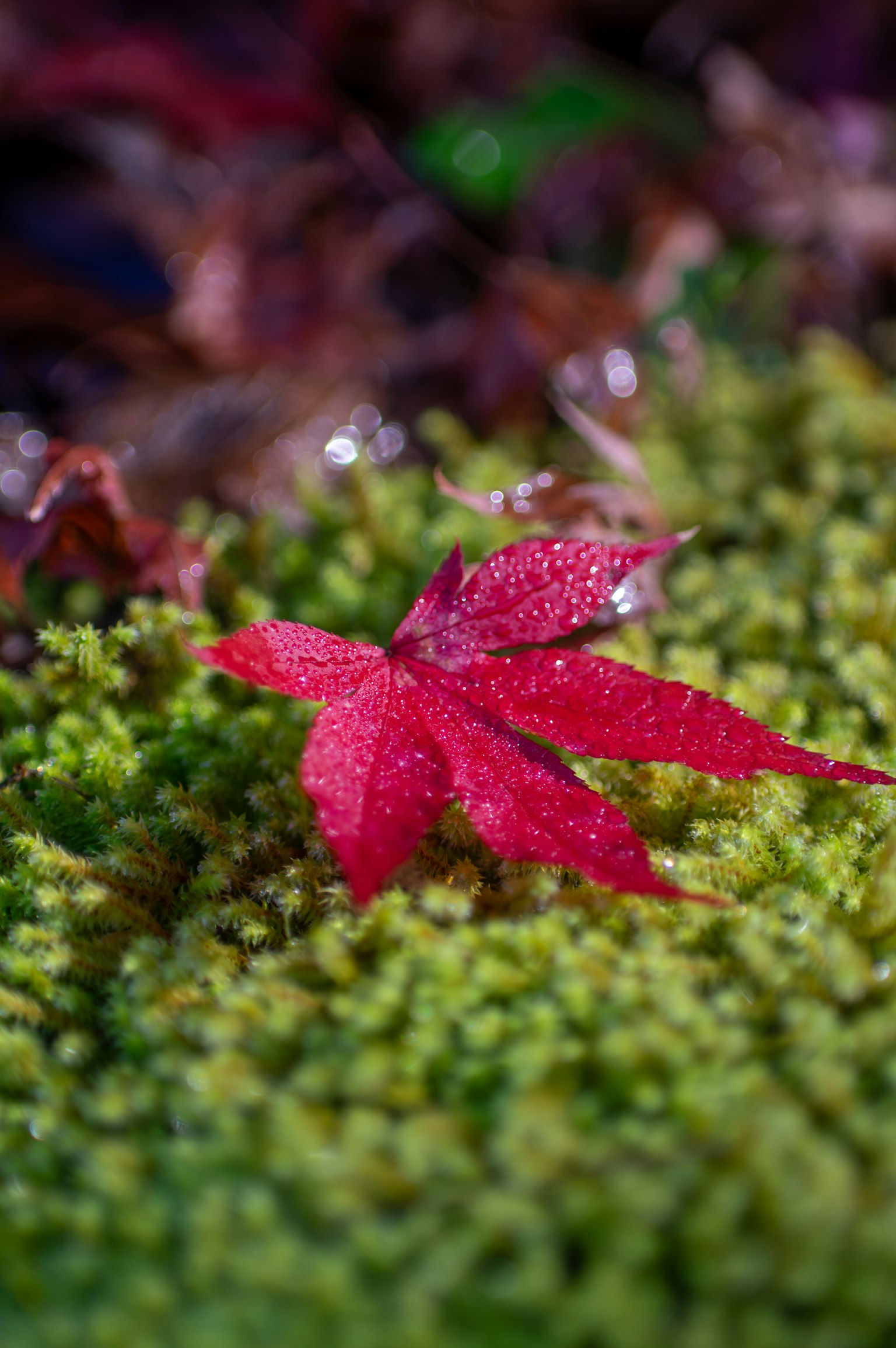 Daun maple merah di atas lumut hijau dengan tetesan air