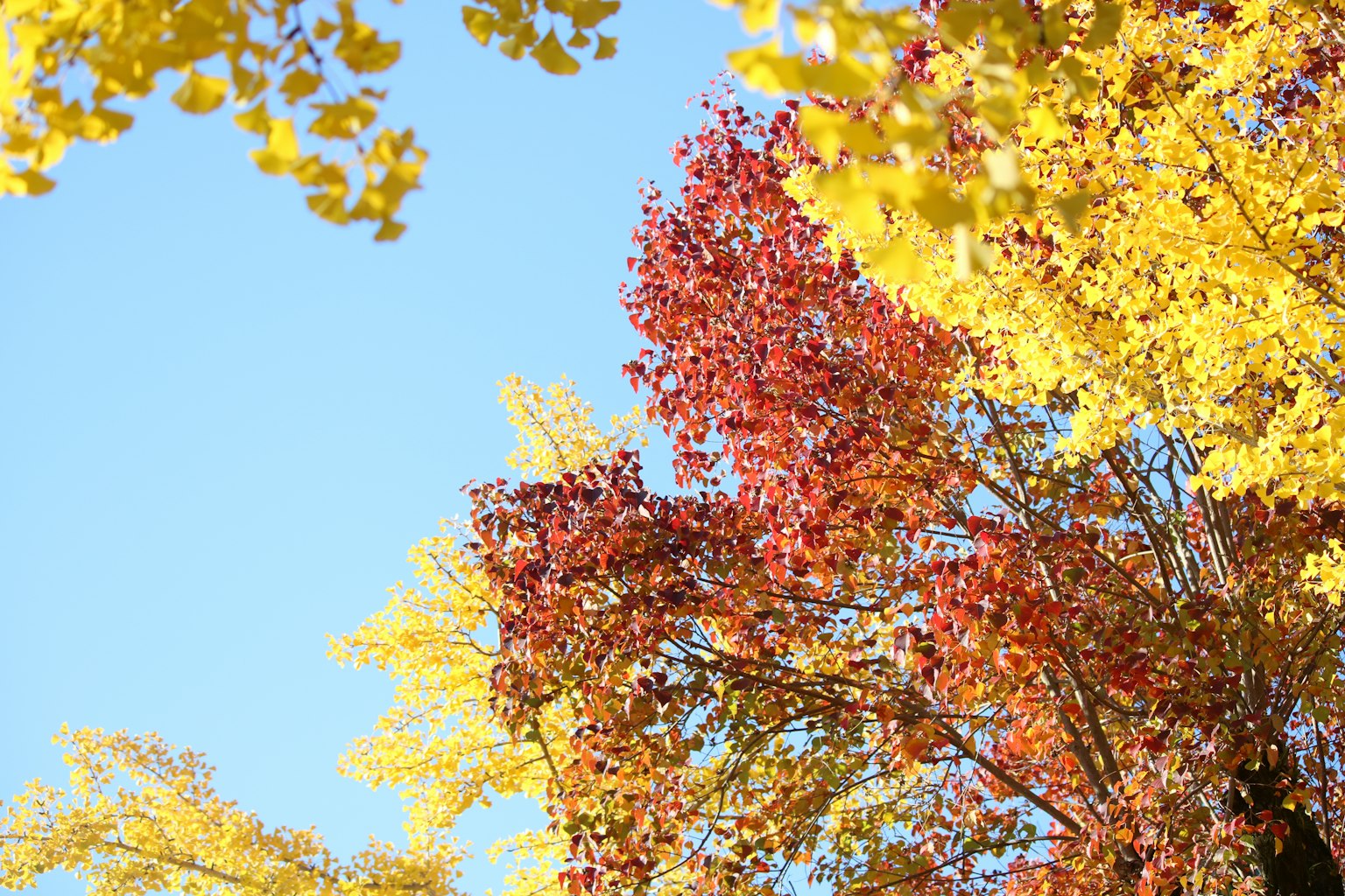 Colorful autumn leaves against a clear blue sky
