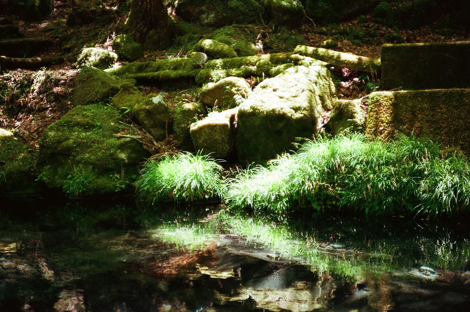 Serene forest scene with green moss and reflections on the water surface