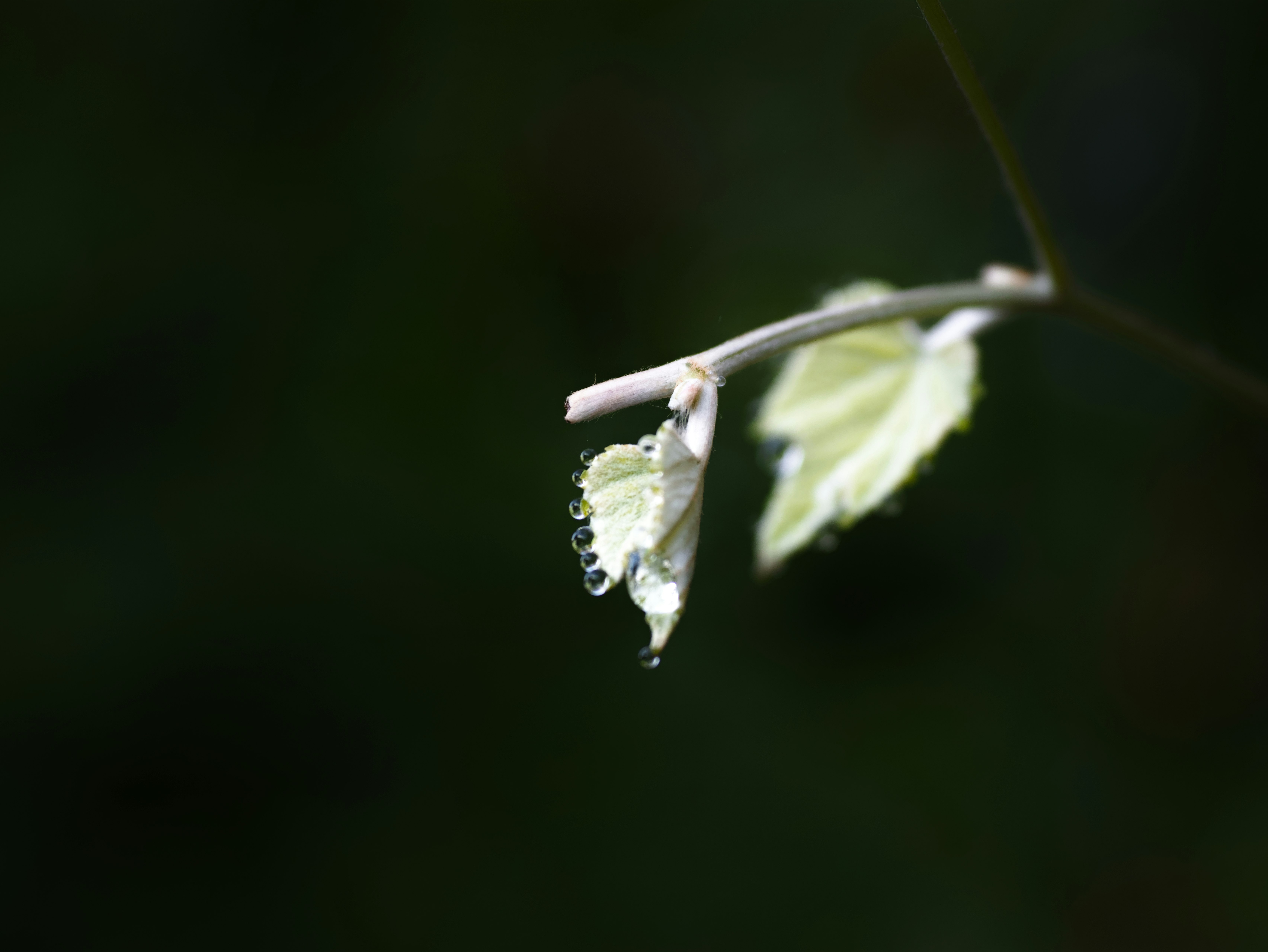 tetes air di daun dengan serangga kecil