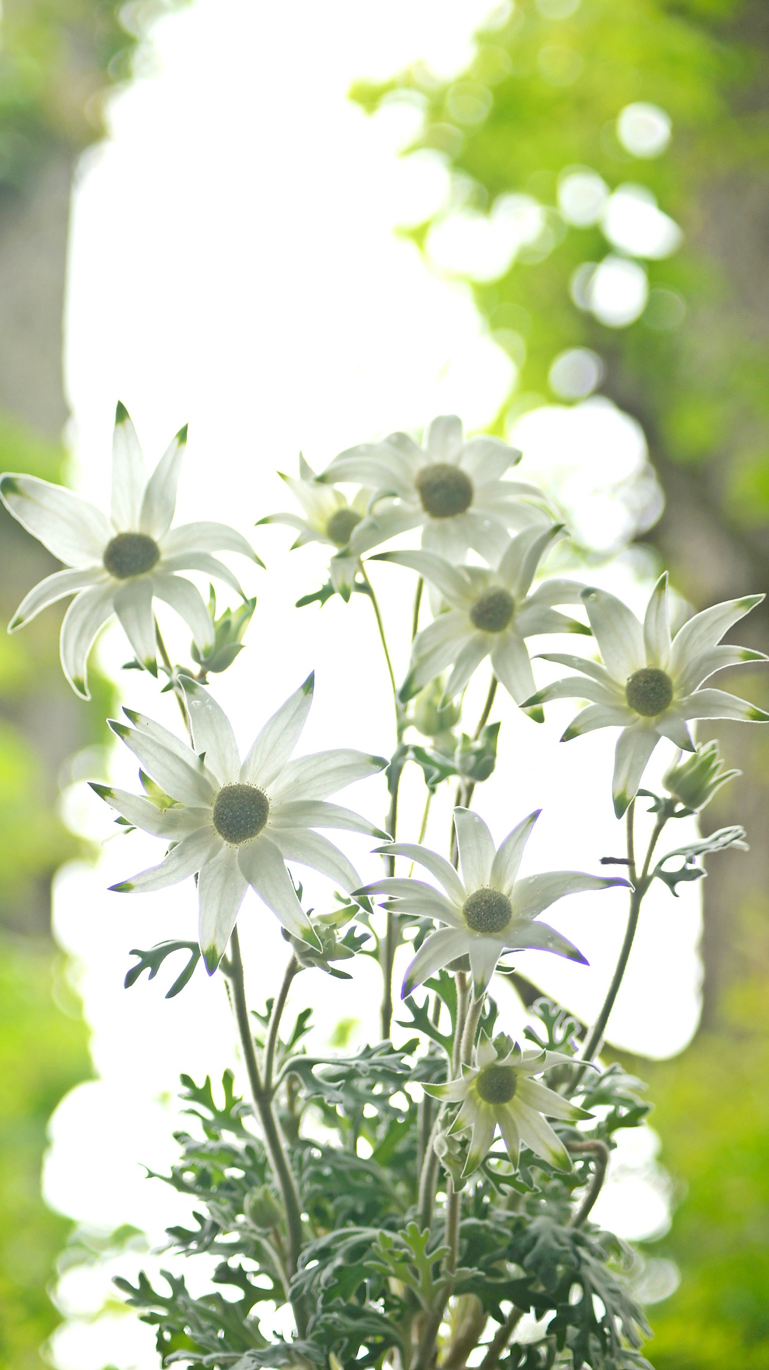 Fleurs blanches sur un fond vert doux dans un cadre naturel