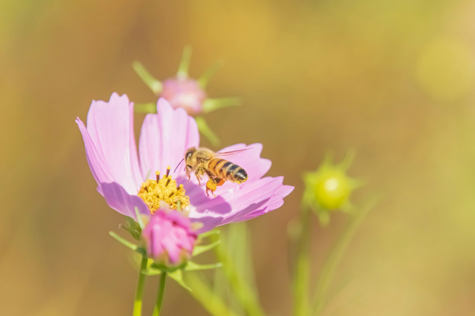 Bee on a pink flower with a soft blurred background