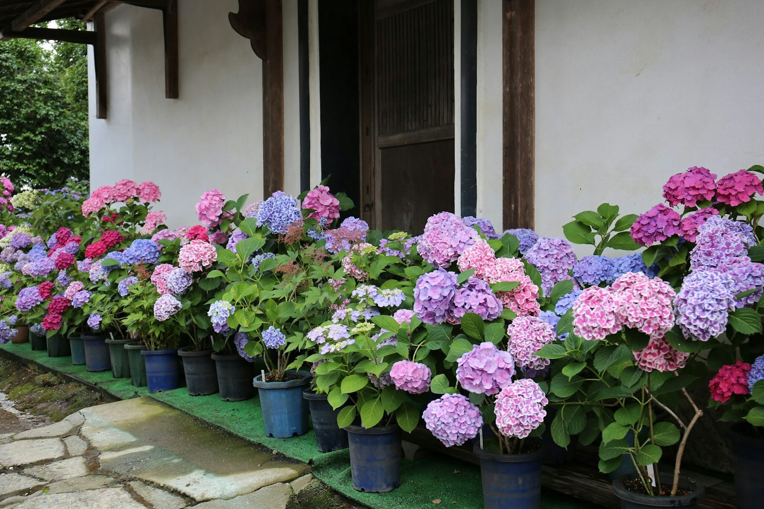 Hortensia berwarna-warni di pot di depan rumah
