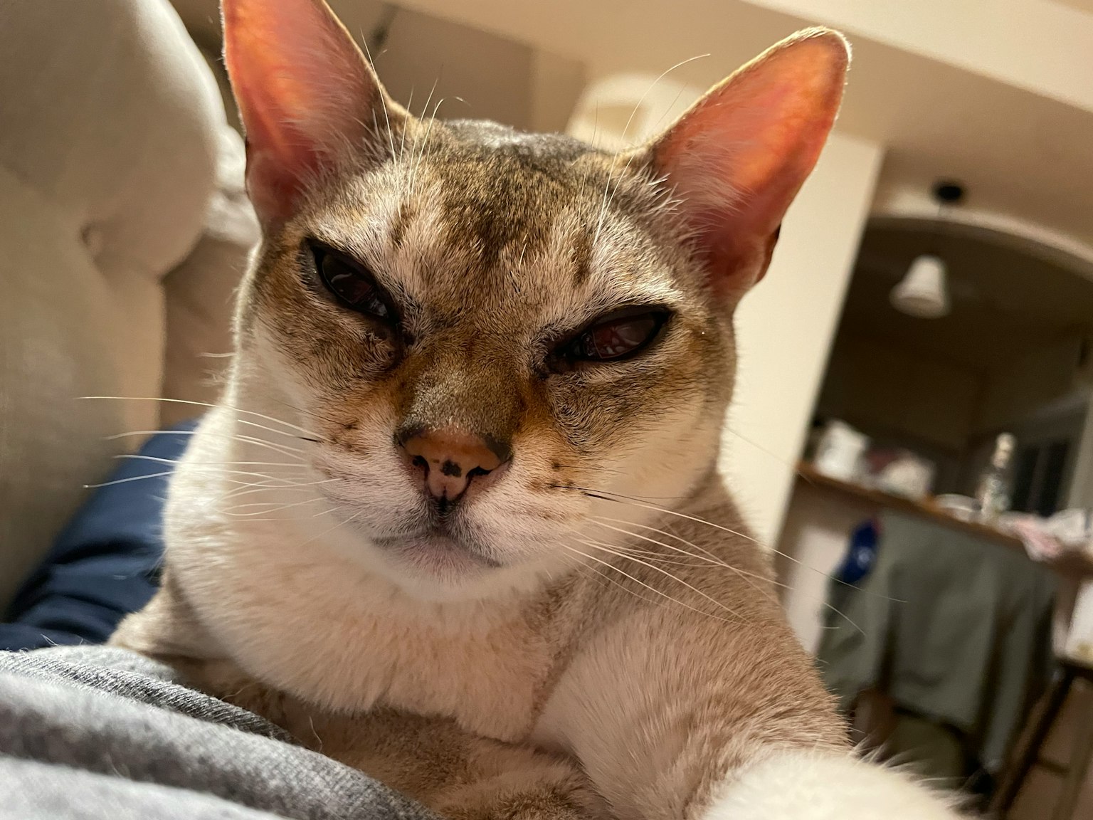 Nahaufnahme einer entspannten Katze mit grauem und weißem Fell und scharfen Augen