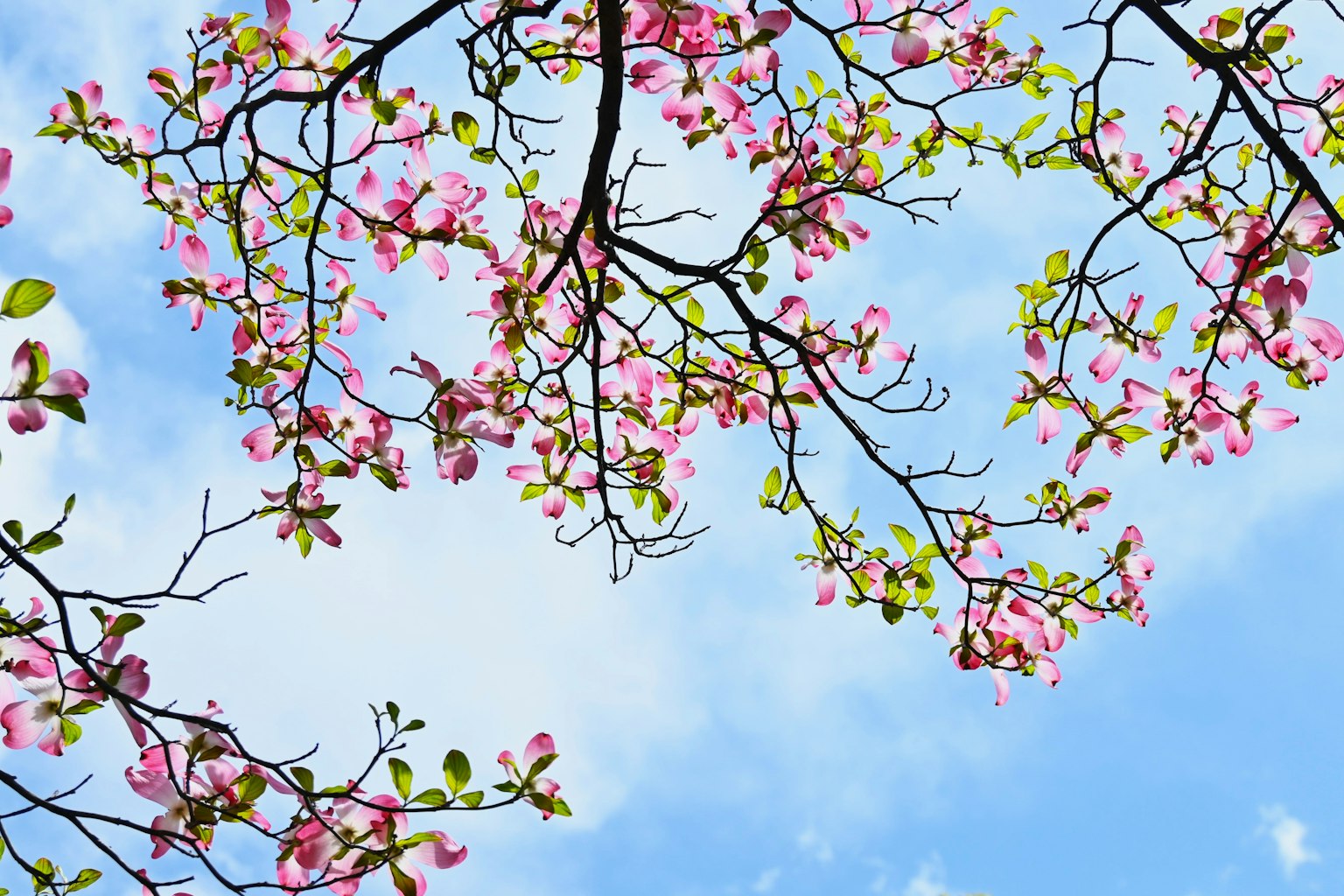 Ramas con flores rosas y hojas verdes contra un cielo azul
