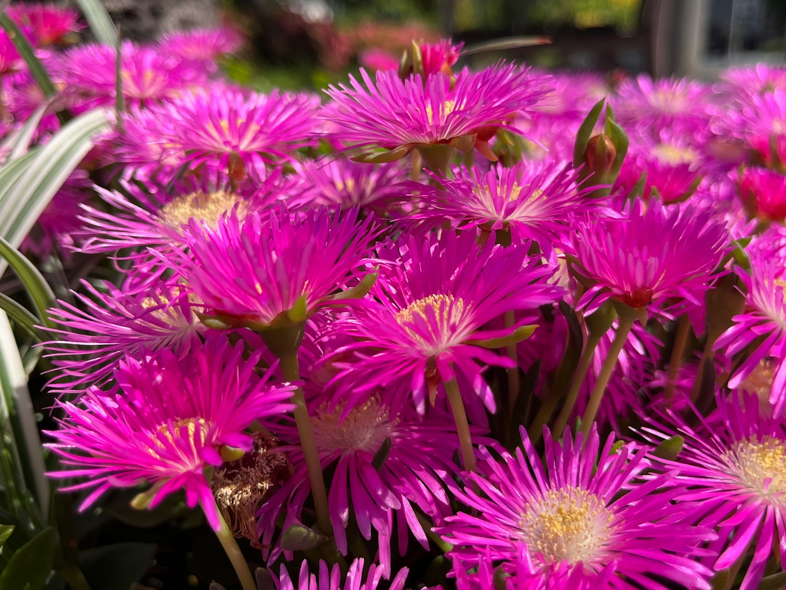 郁郁葱葱的花园中盛开的鲜艳粉色花朵