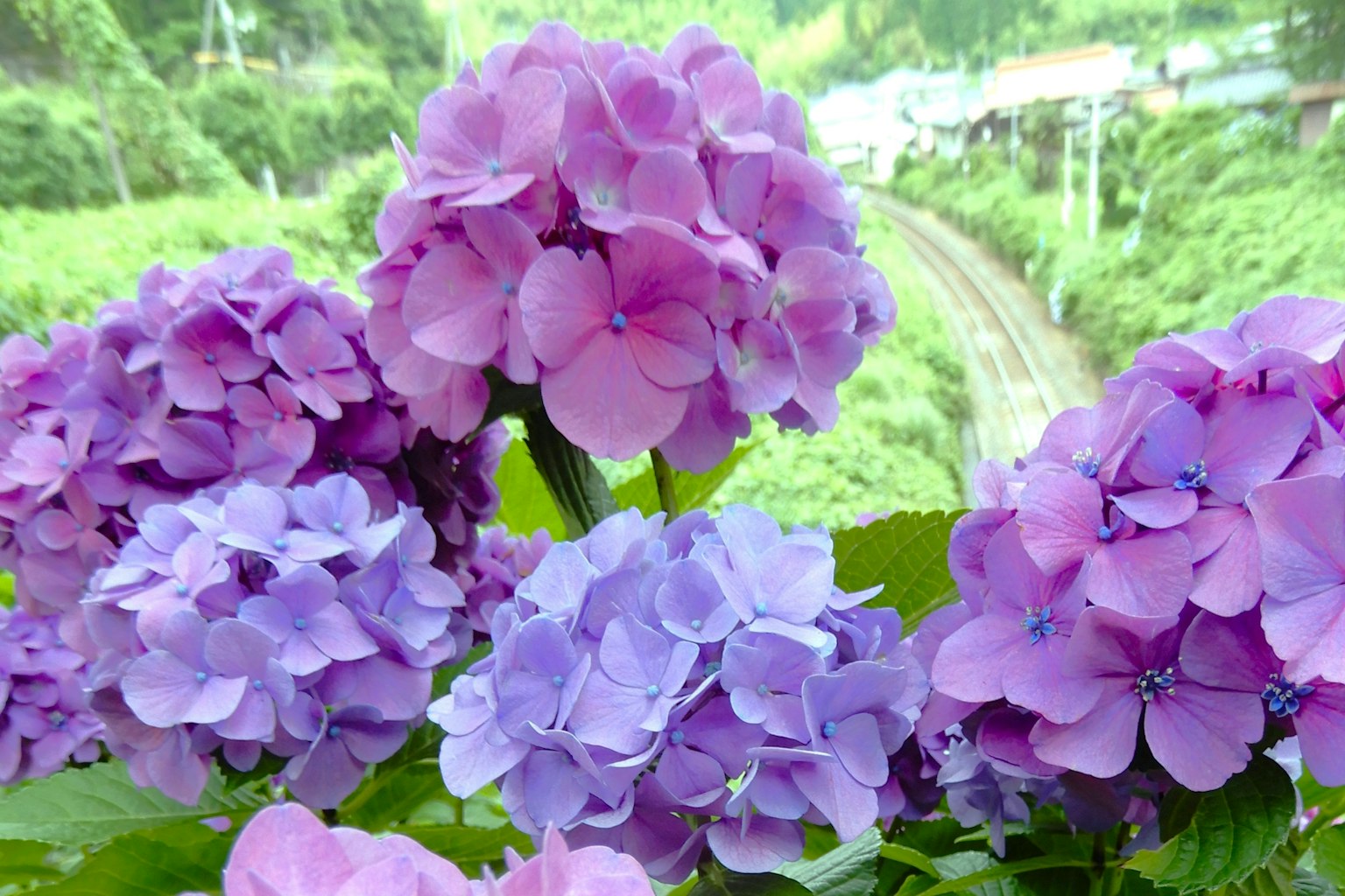 ดอกไฮเดรนเยียสีม่วงบานอยู่พื้นหลังเป็นภูมิทัศน์สีเขียว