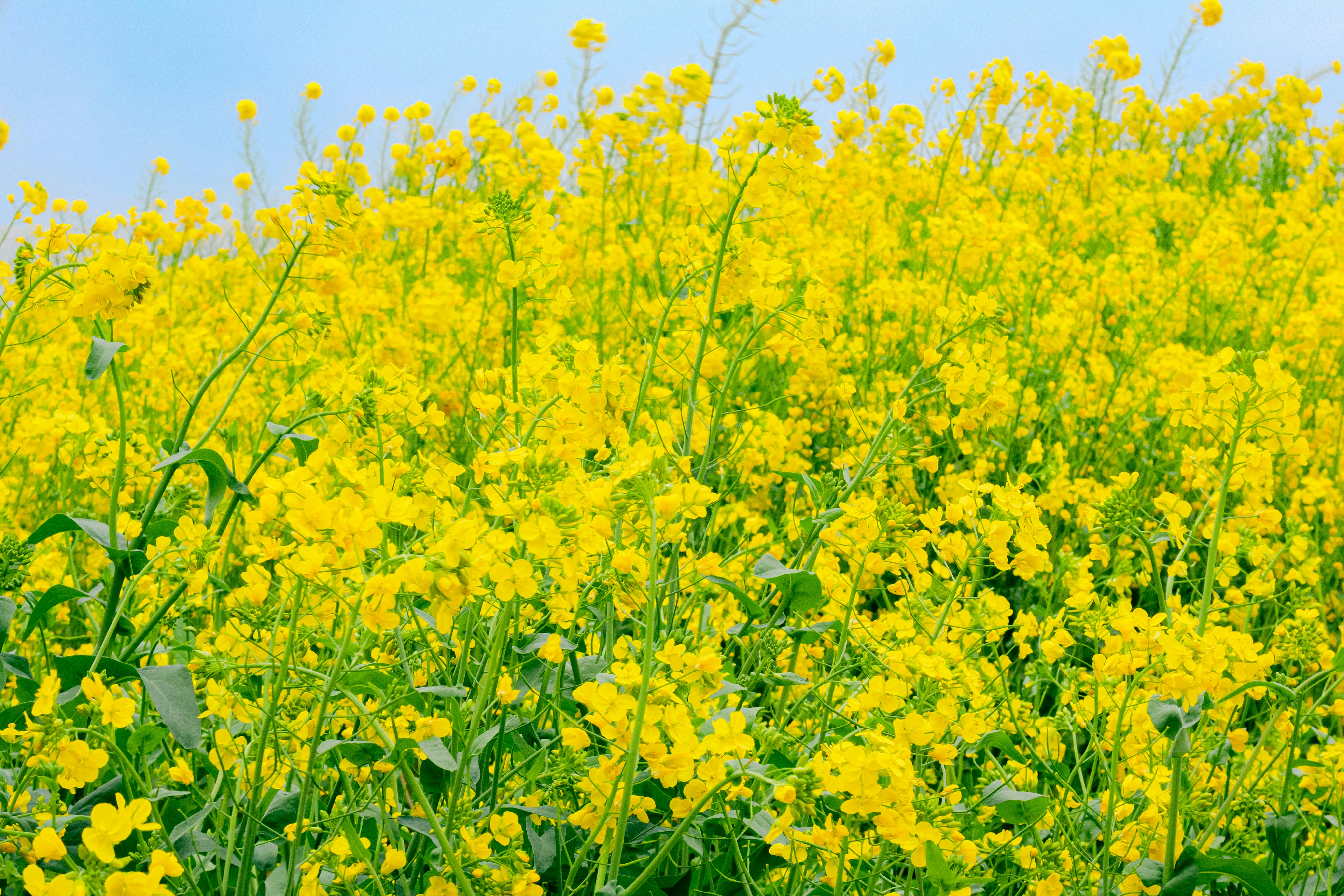 黄色い菜の花畑の広がる風景