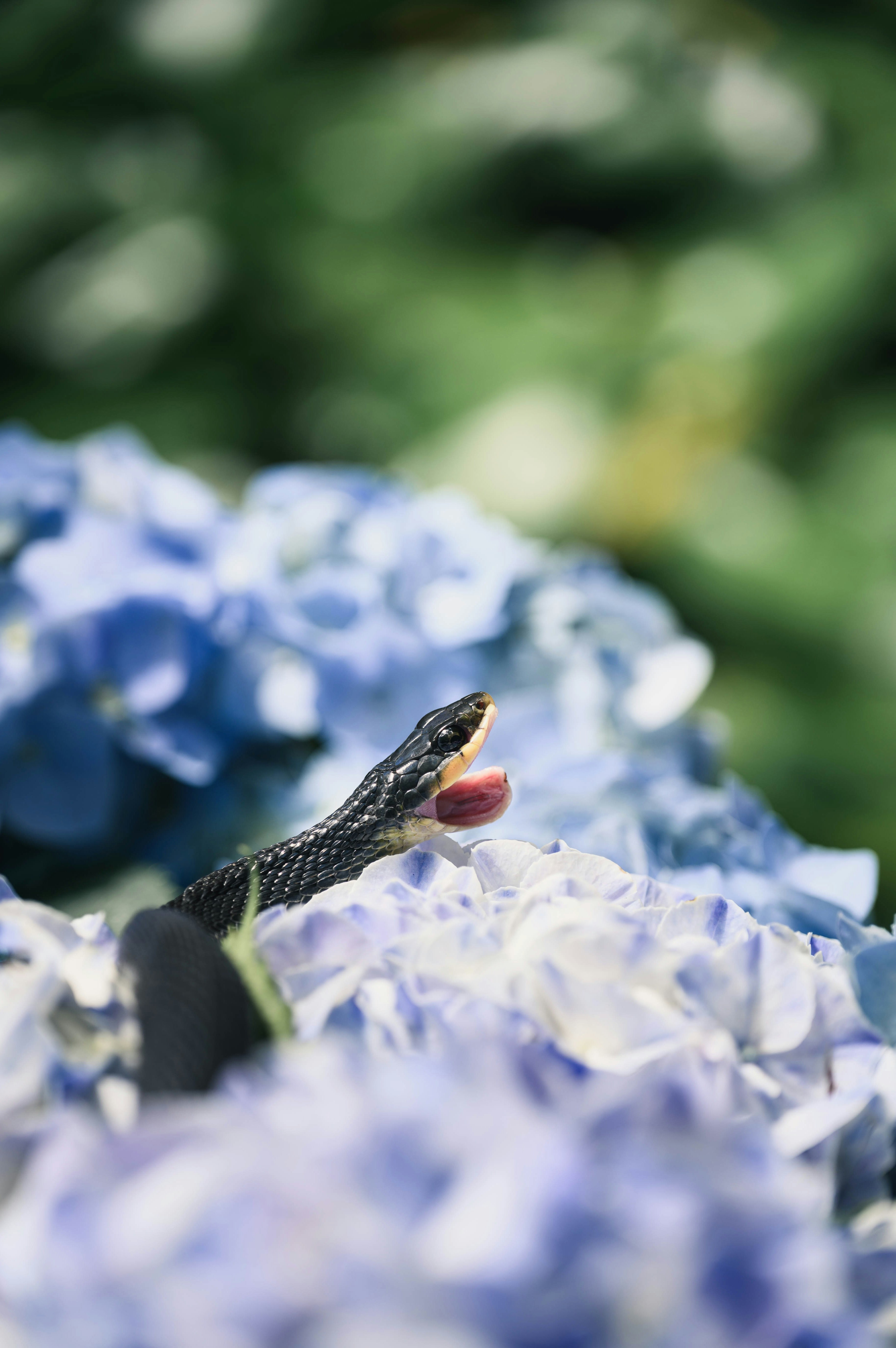 紫陽花の花の上にいる蛇