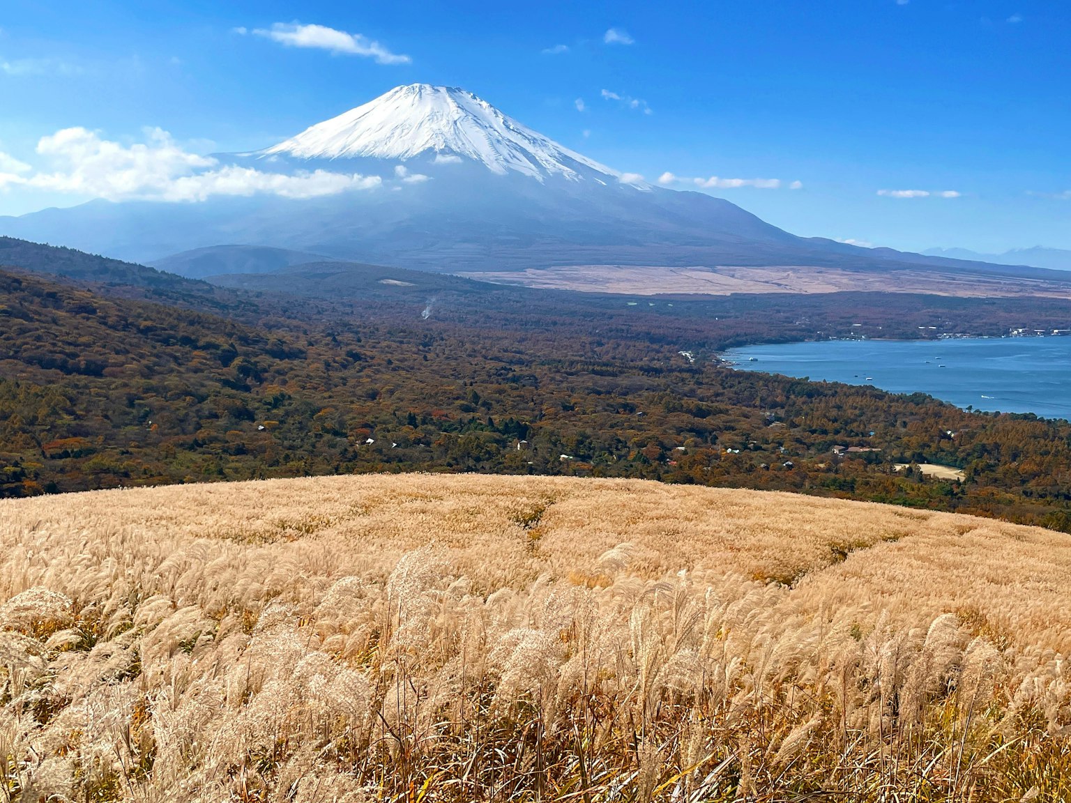 Pemandangan Gunung Fuji dengan padang rumput emas