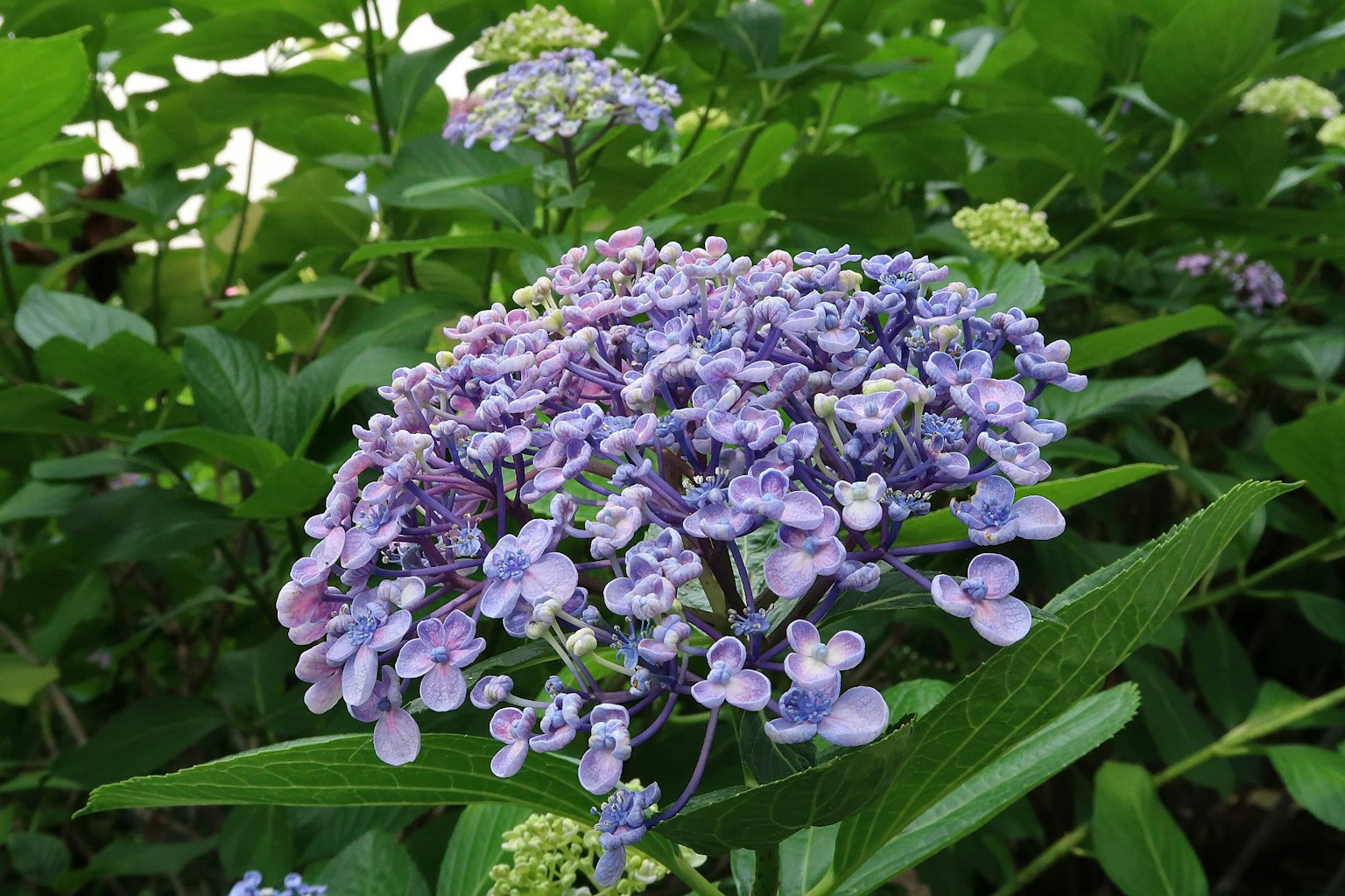 特写的紫色绣球花被绿色叶子环绕
