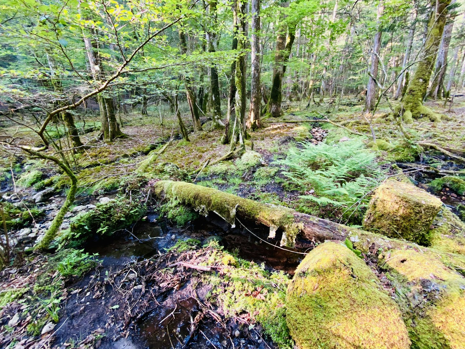 Una escena de bosque frondoso con un árbol caído cubierto de musgo y un arroyo que fluye