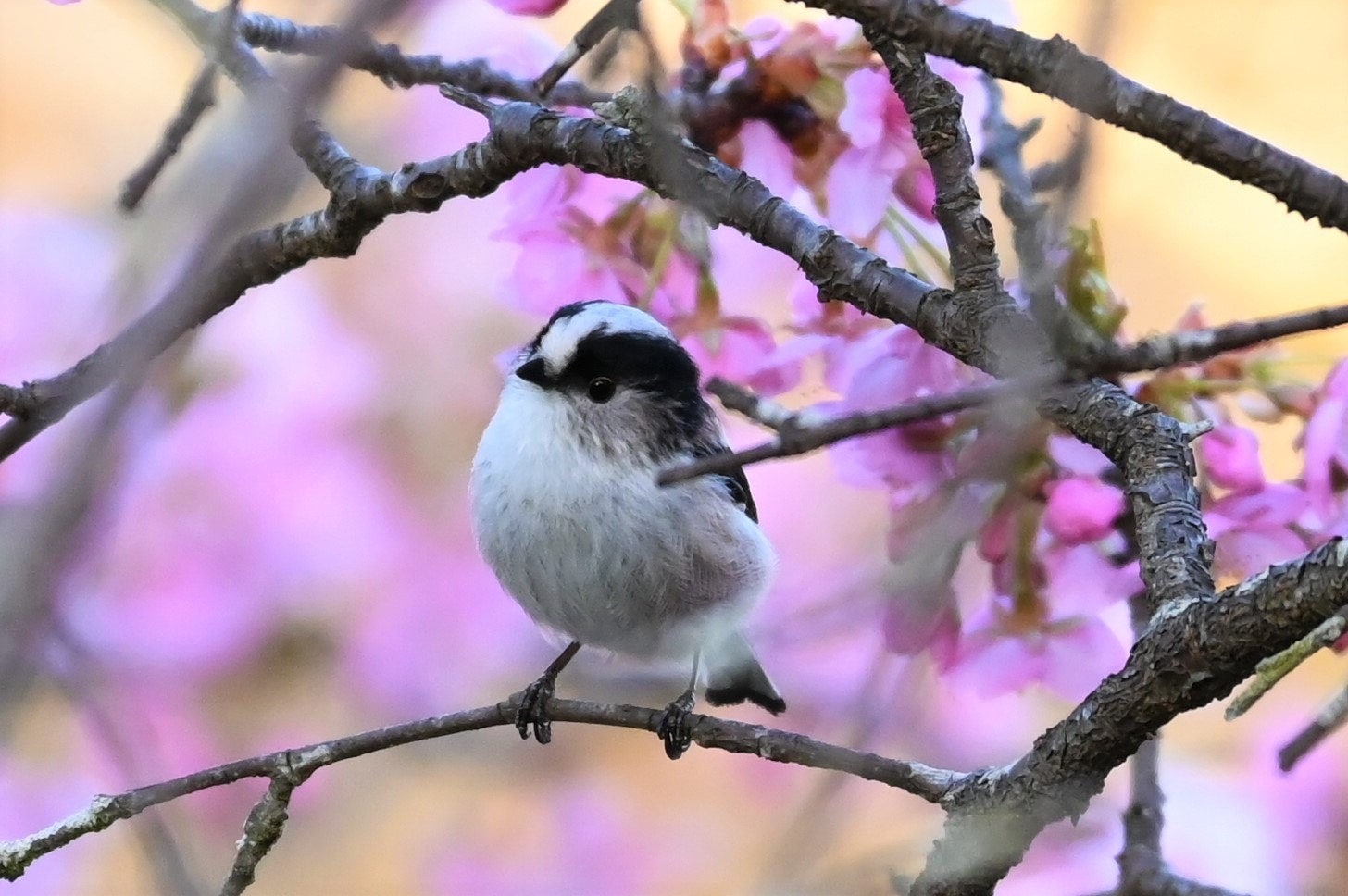 桜の枝にとまるエナガ