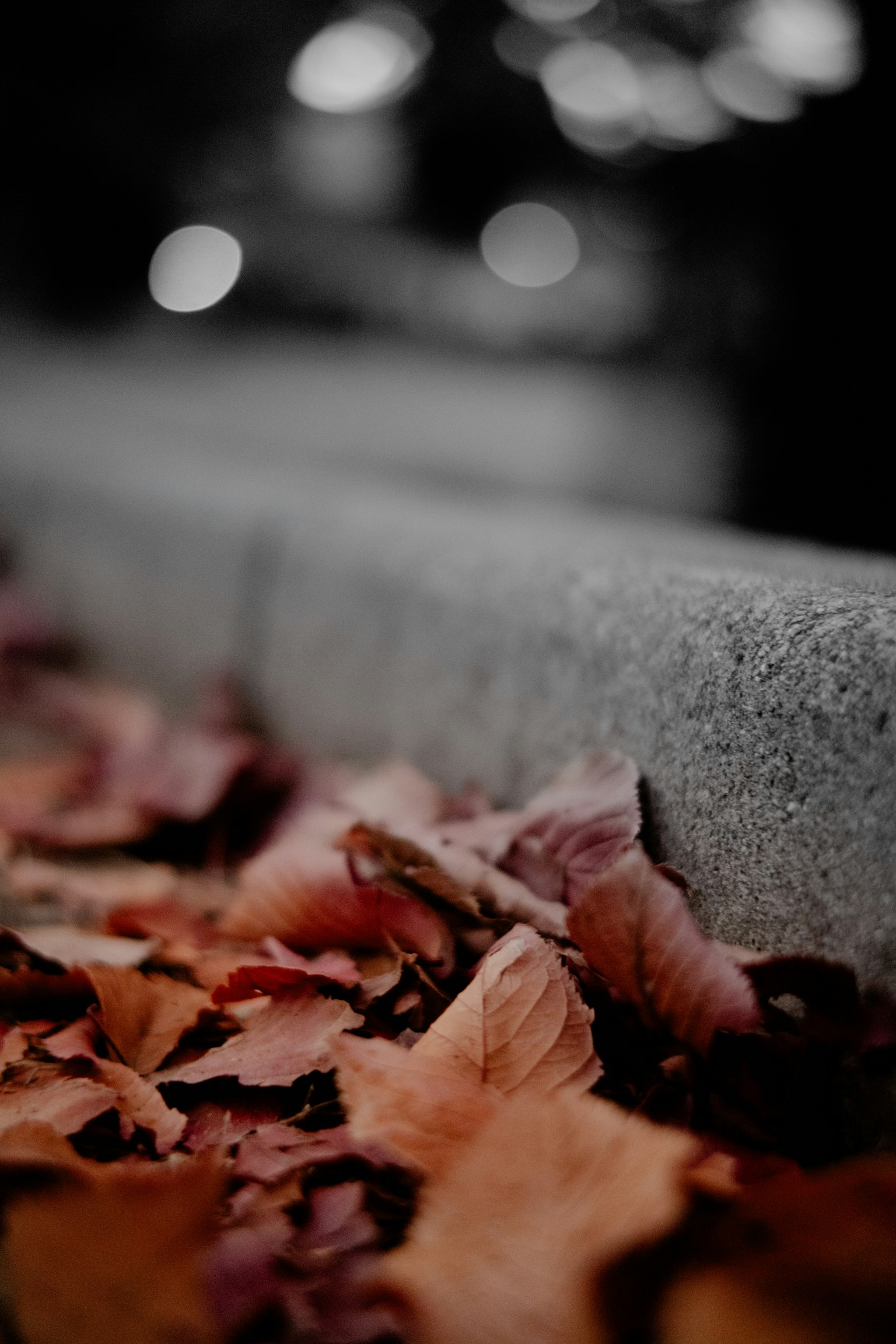 秋の落ち葉が地面に散らばっている様子とぼんやりした背景の光