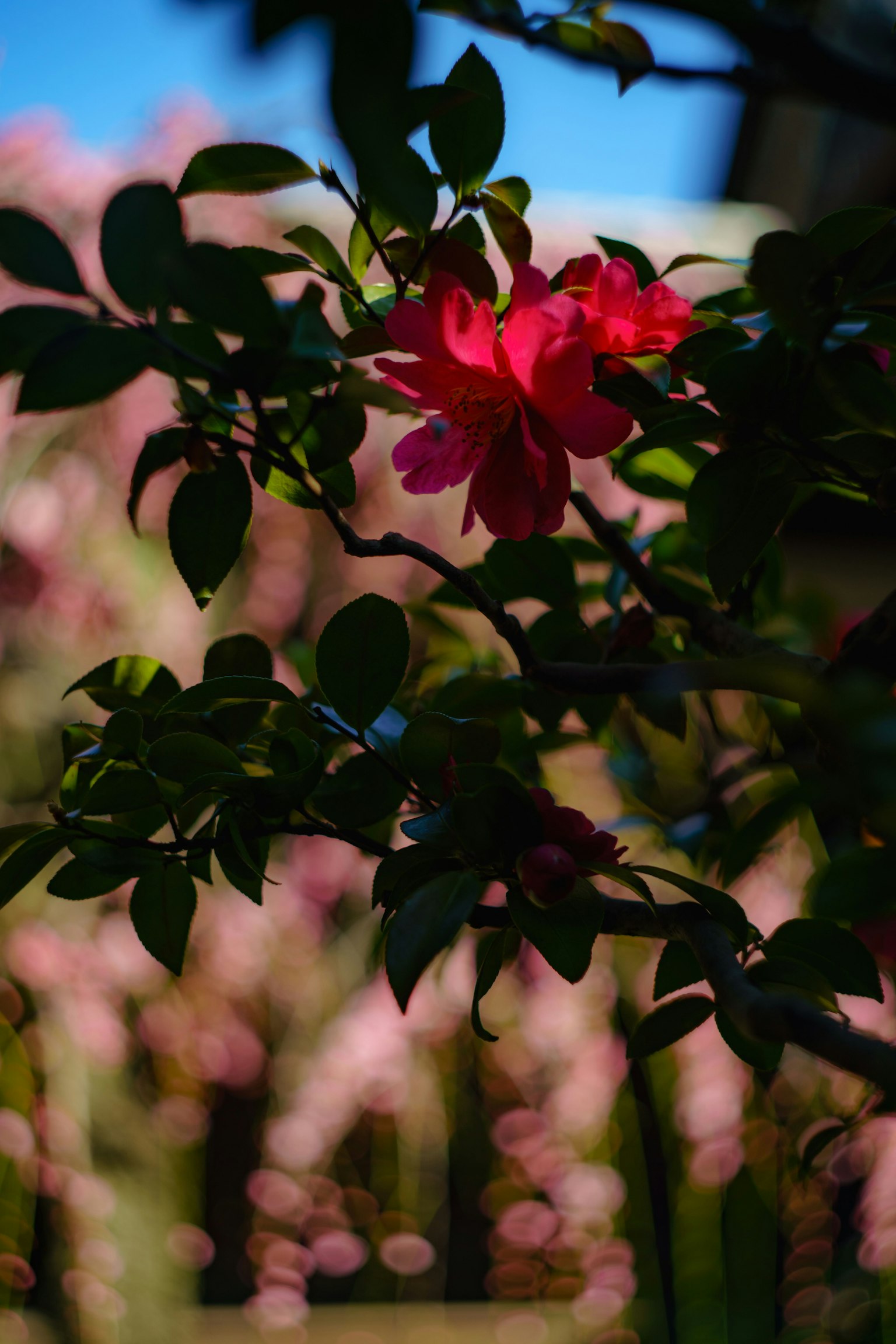Nahaufnahme einer lebhaften roten Blume mit grünen Blättern Hintergrund mit sanften rosa Blumen