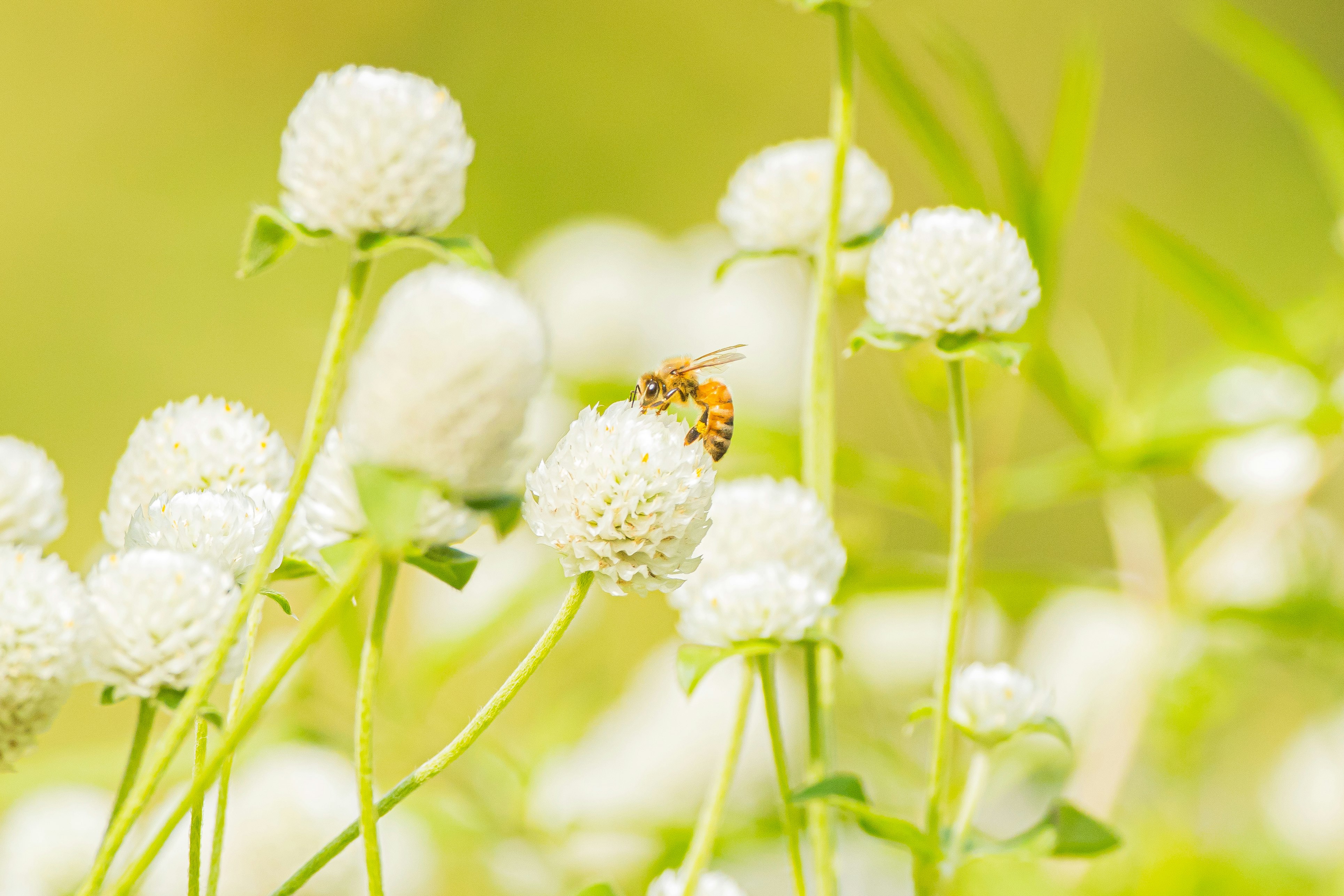 白い花と花粉を運ぶ小さな昆虫のクローズアップ