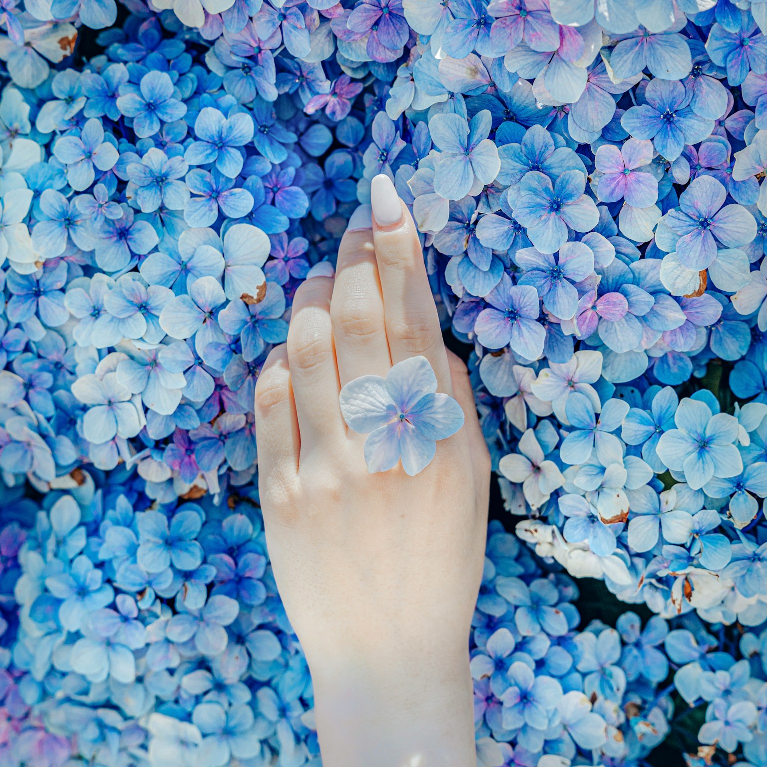 Eine Hand mit einem Ring zwischen blauen Hortensienblüten