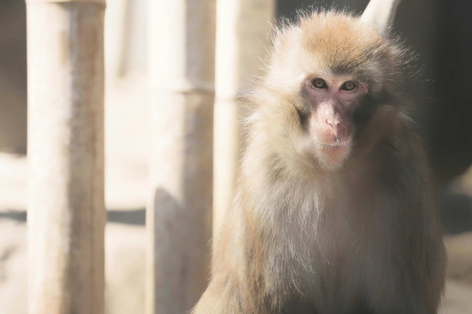 Un babouin assis devant un fond de bambou