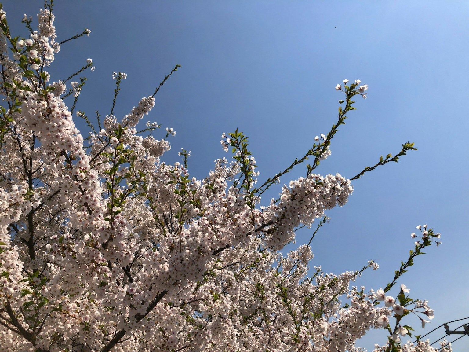 Close-up of cherry blossom flowers under a blue sky