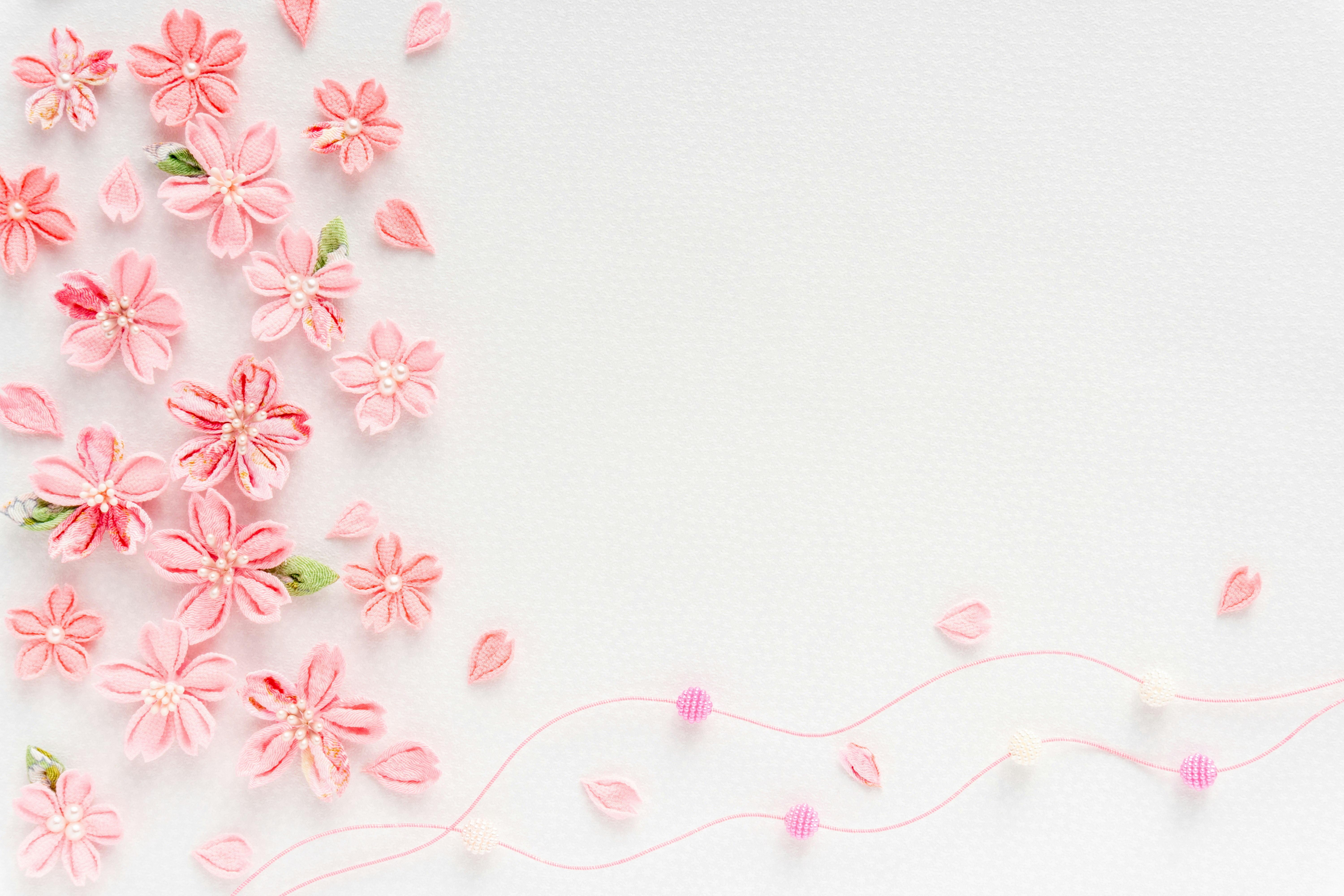 pétales de fleurs de cerisier roses sur fond blanc