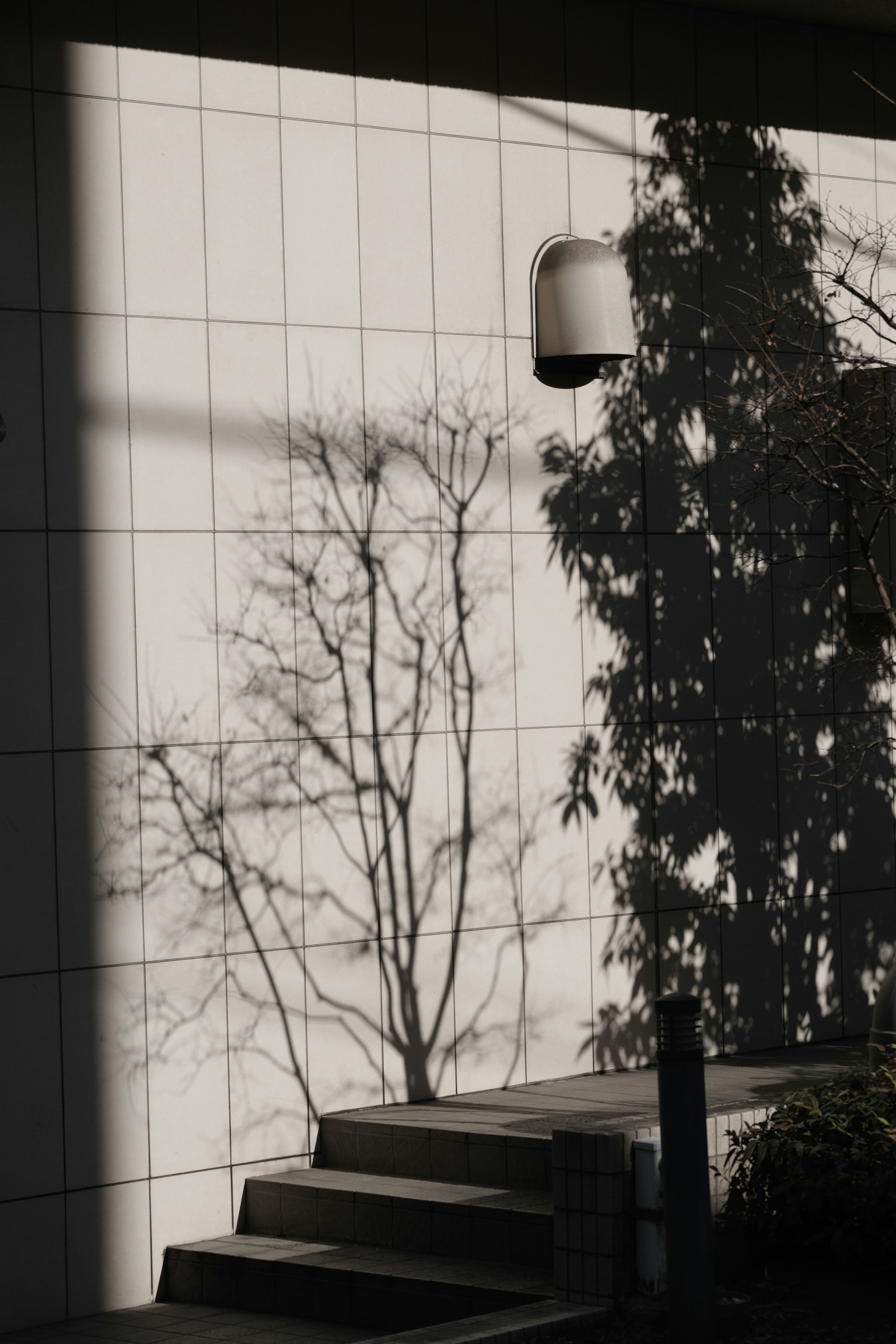 Contrast of tree shadows and lamp shadow on a white wall