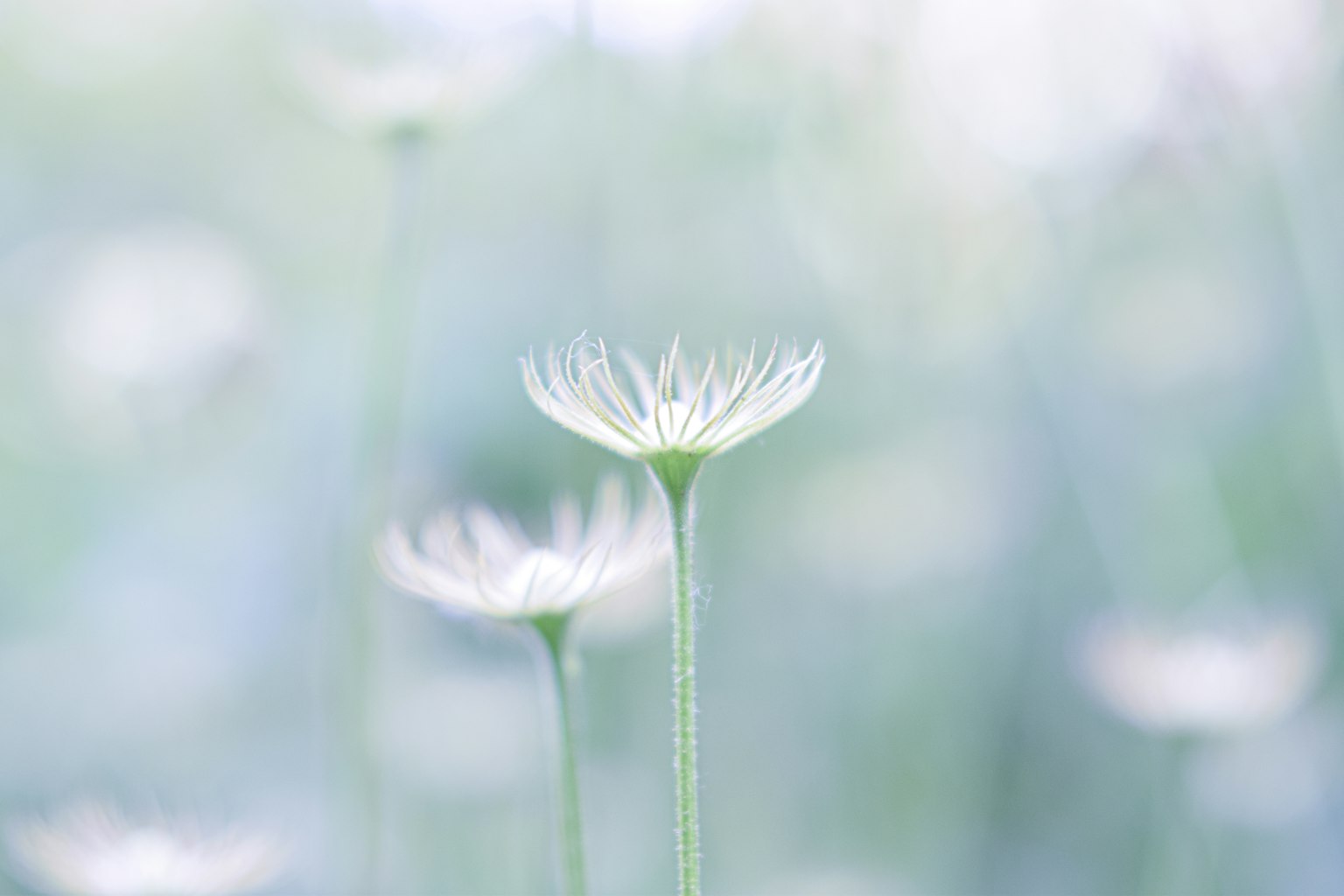 Una imagen suave de flores blancas delicadas contra un fondo difuminado