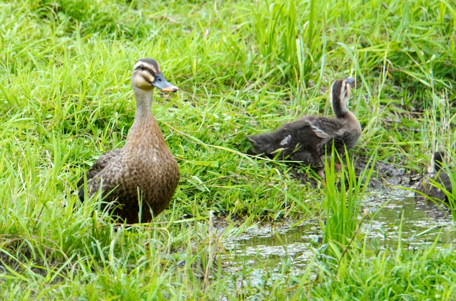 Un pato y su patito en la hierba verde cerca del agua