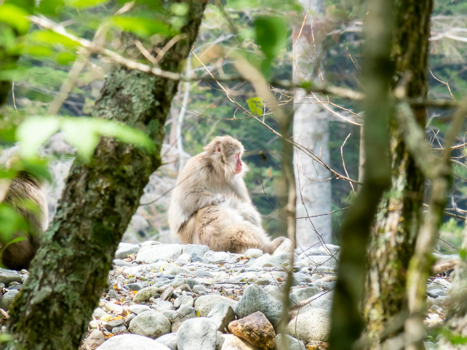 Image d'un singe assis dans une forêt avec des arbres et des pierres en arrière-plan