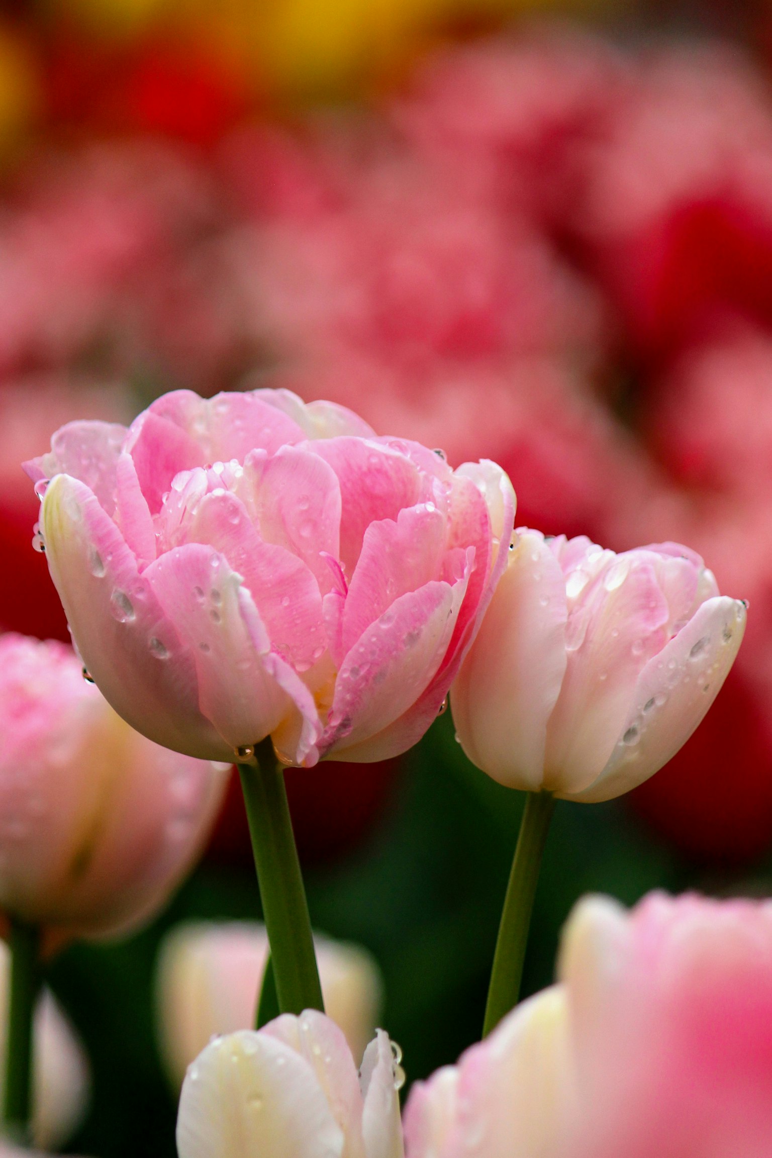 Vibranti tulipani rosa con gocce d'acqua che fioriscono in un'aiuola colorata