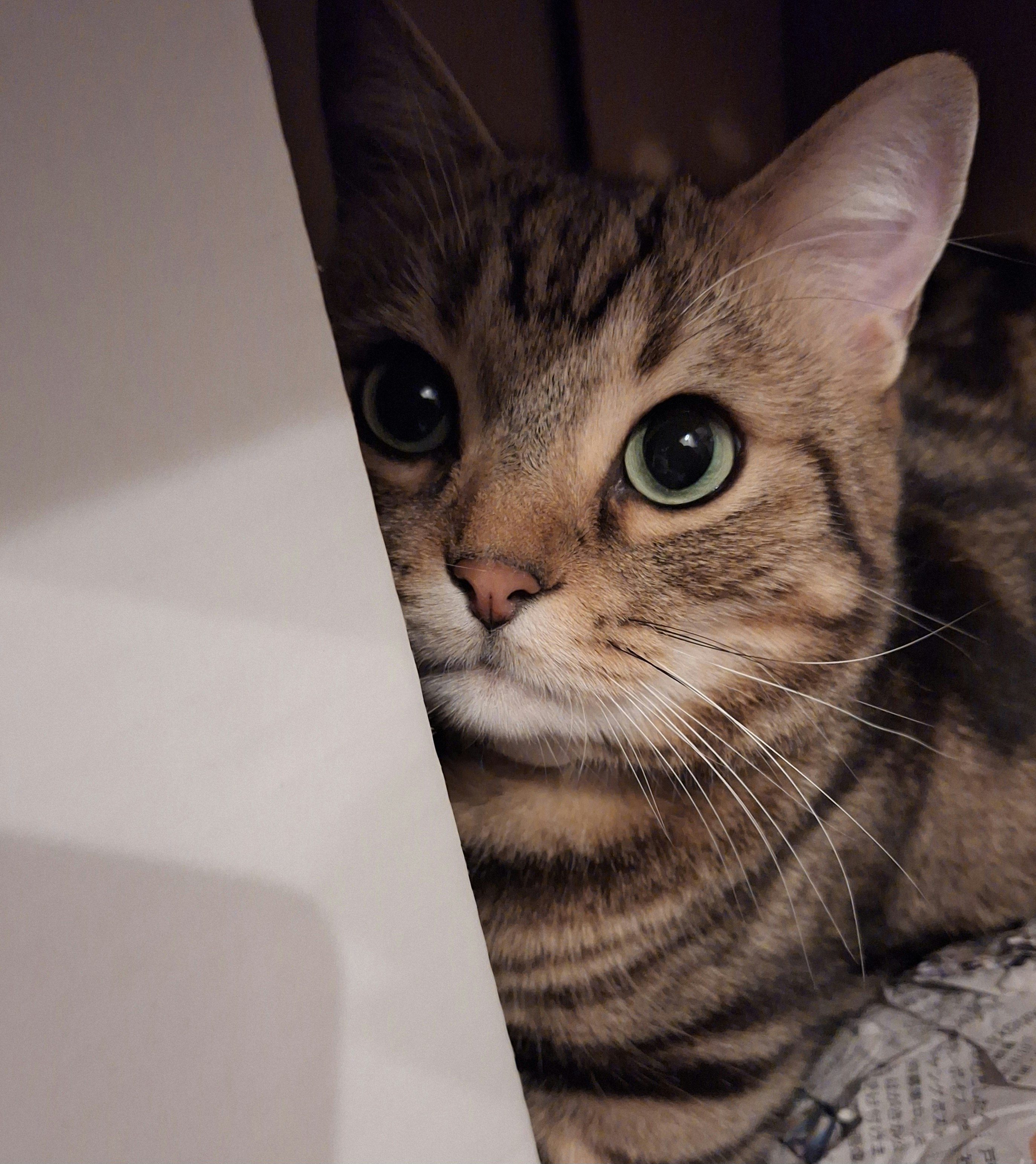tabby cat peeking from a cardboard box opening