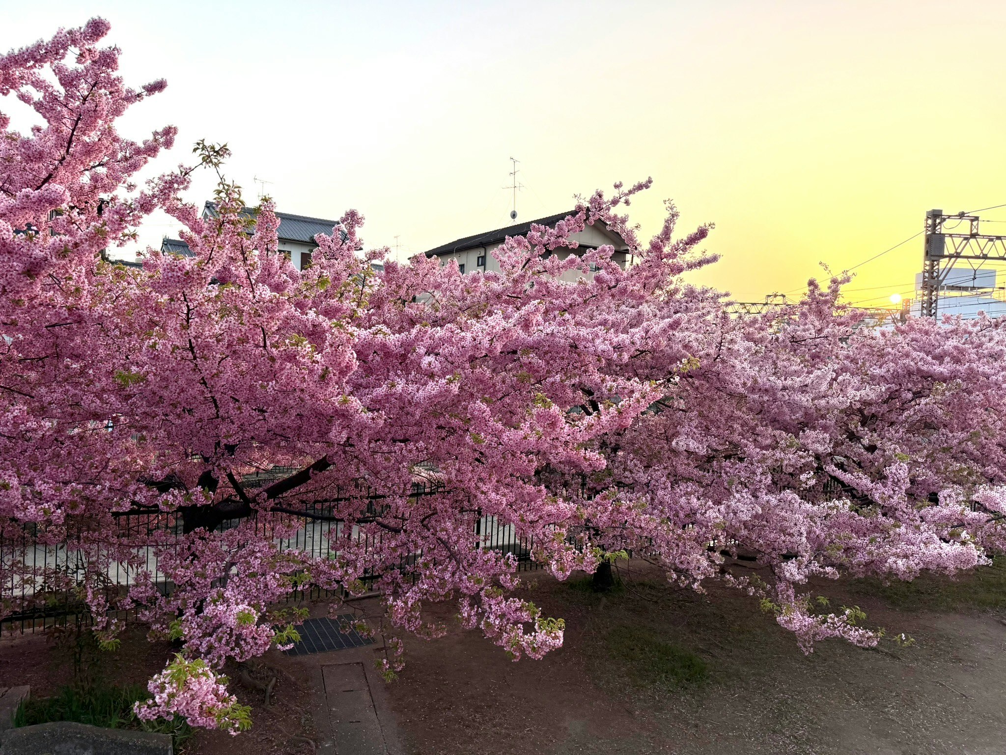 夕焼け空の下で咲き誇る桜並木の遊歩道