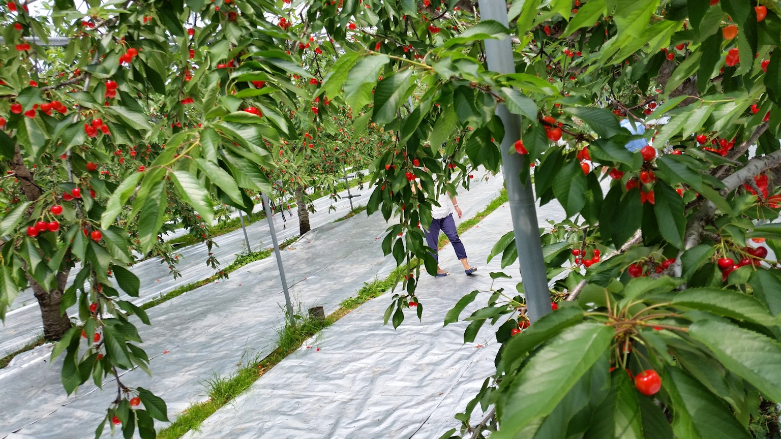 Seseorang berjalan di kebun ceri dikelilingi oleh daun hijau dan ceri merah