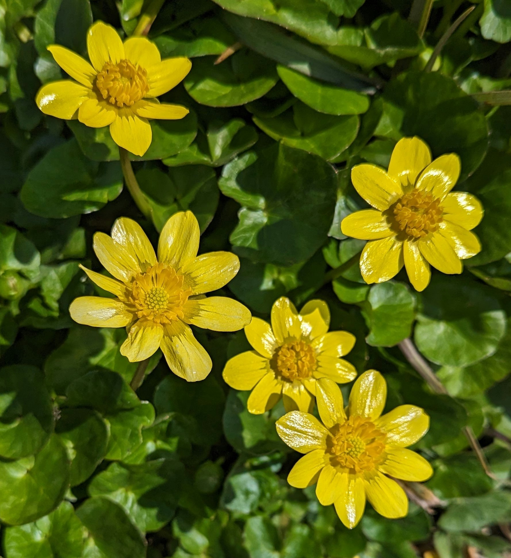 黄色い花が咲く葉の密集した植物のクローズアップ