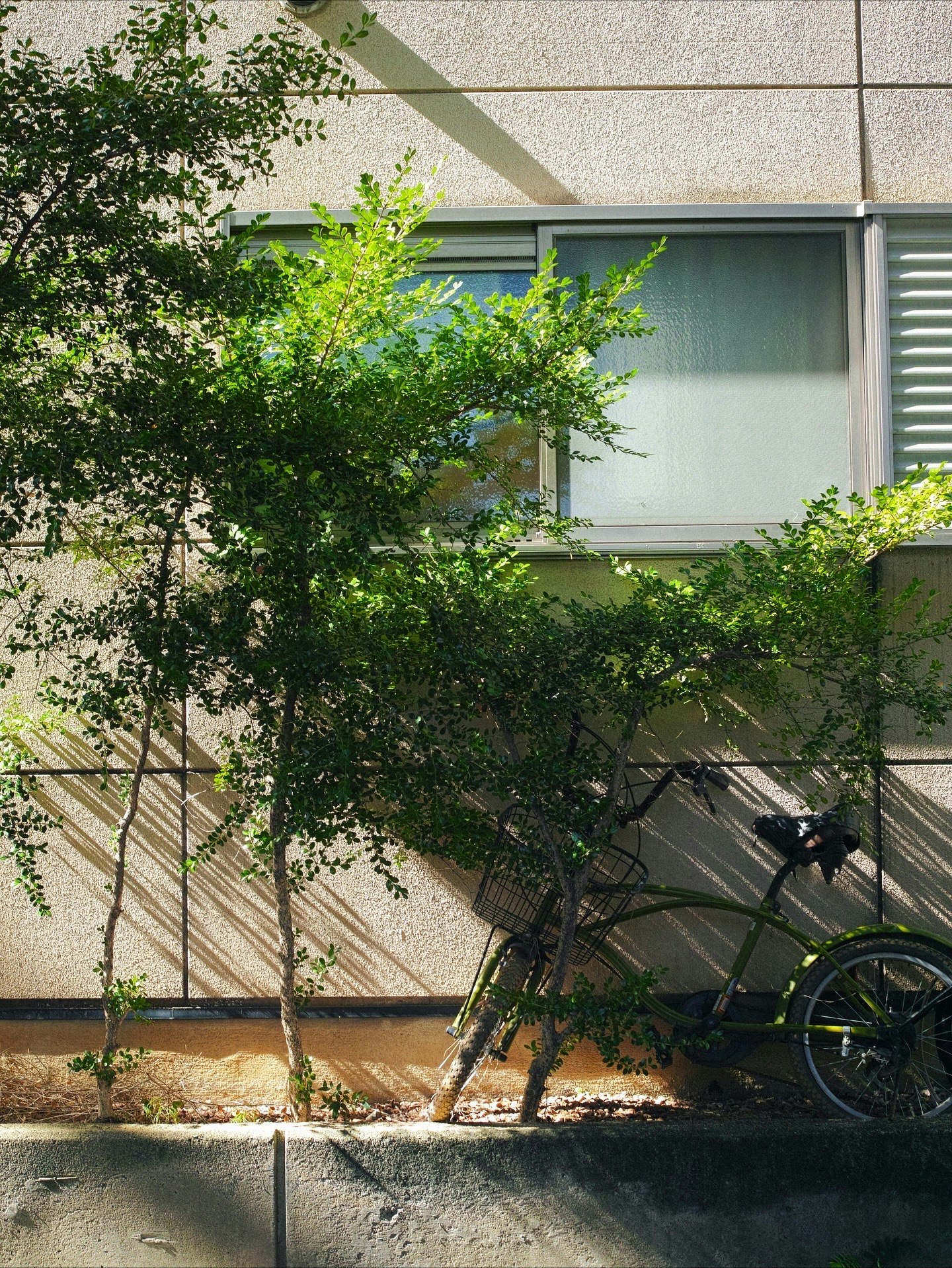 路地の壁際に置かれた自転車と緑の植栽