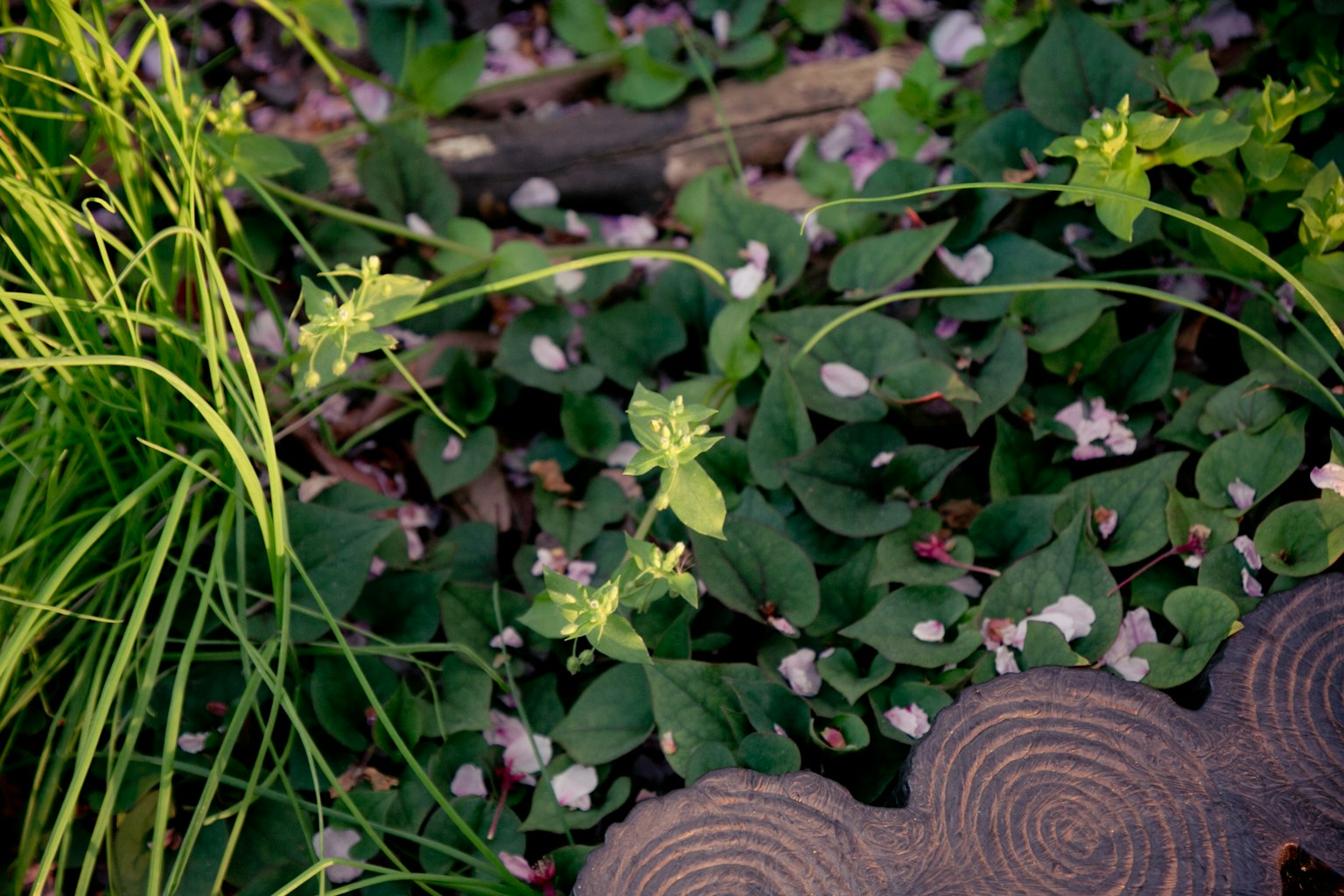 Una scena naturale con foglie verdi e petali di fiori viola sparsi