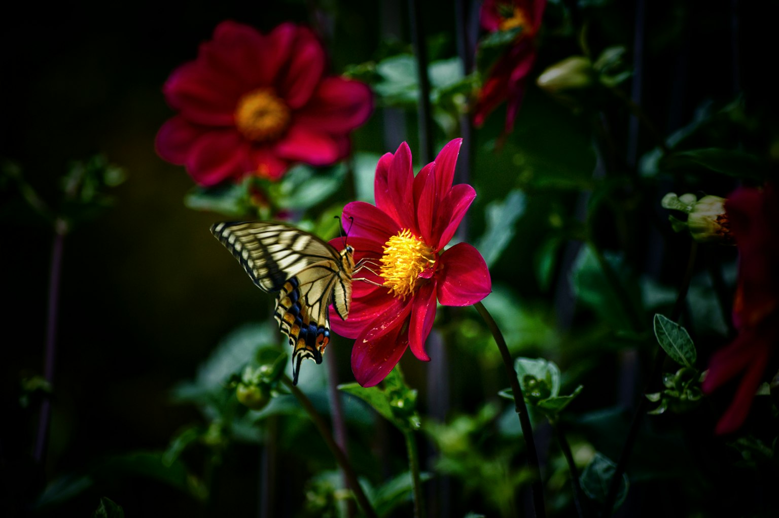 Una mariposa amarilla posada sobre flores rojas vibrantes en un jardín