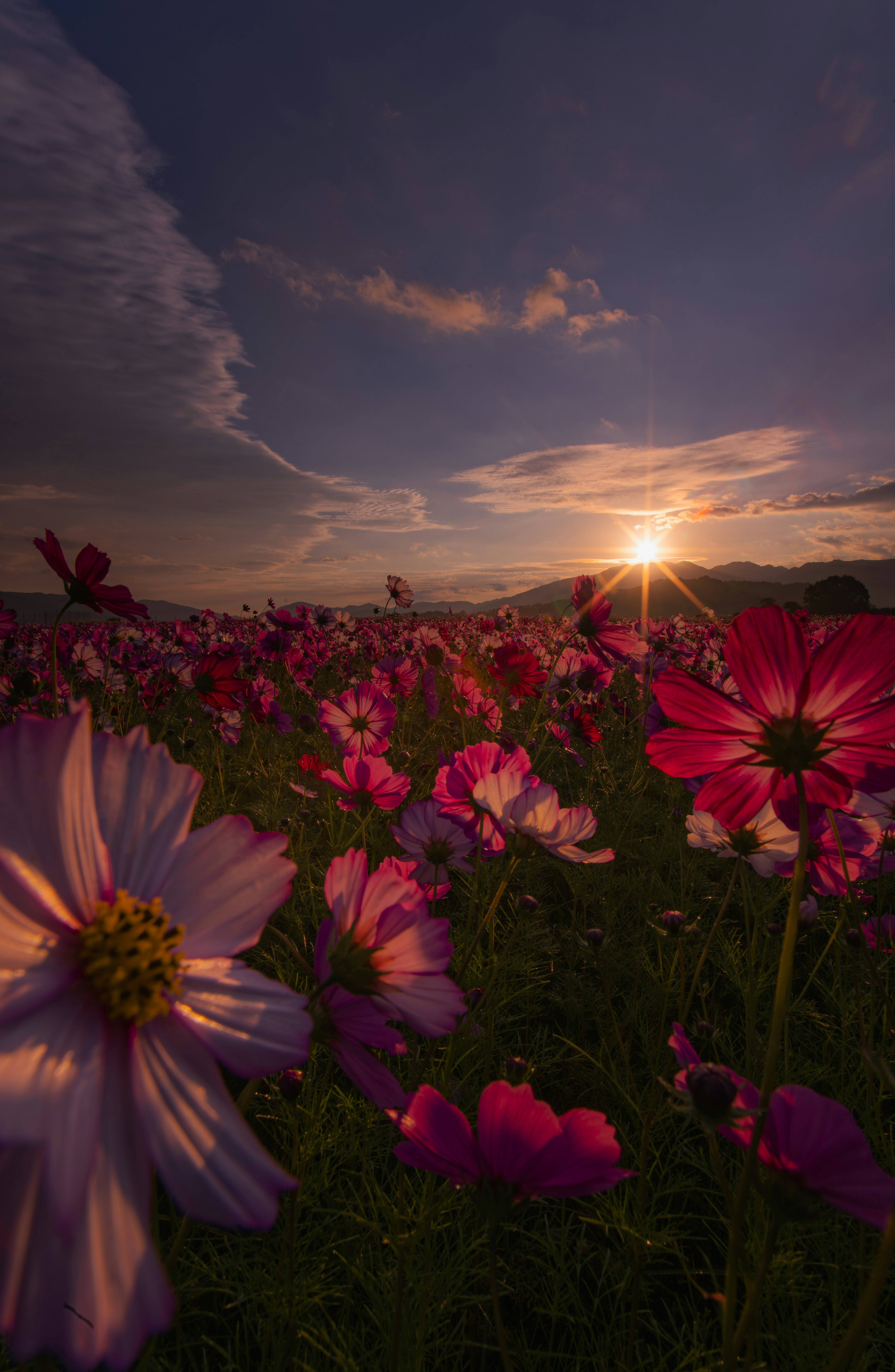夕日に照らされた色とりどりの花畑