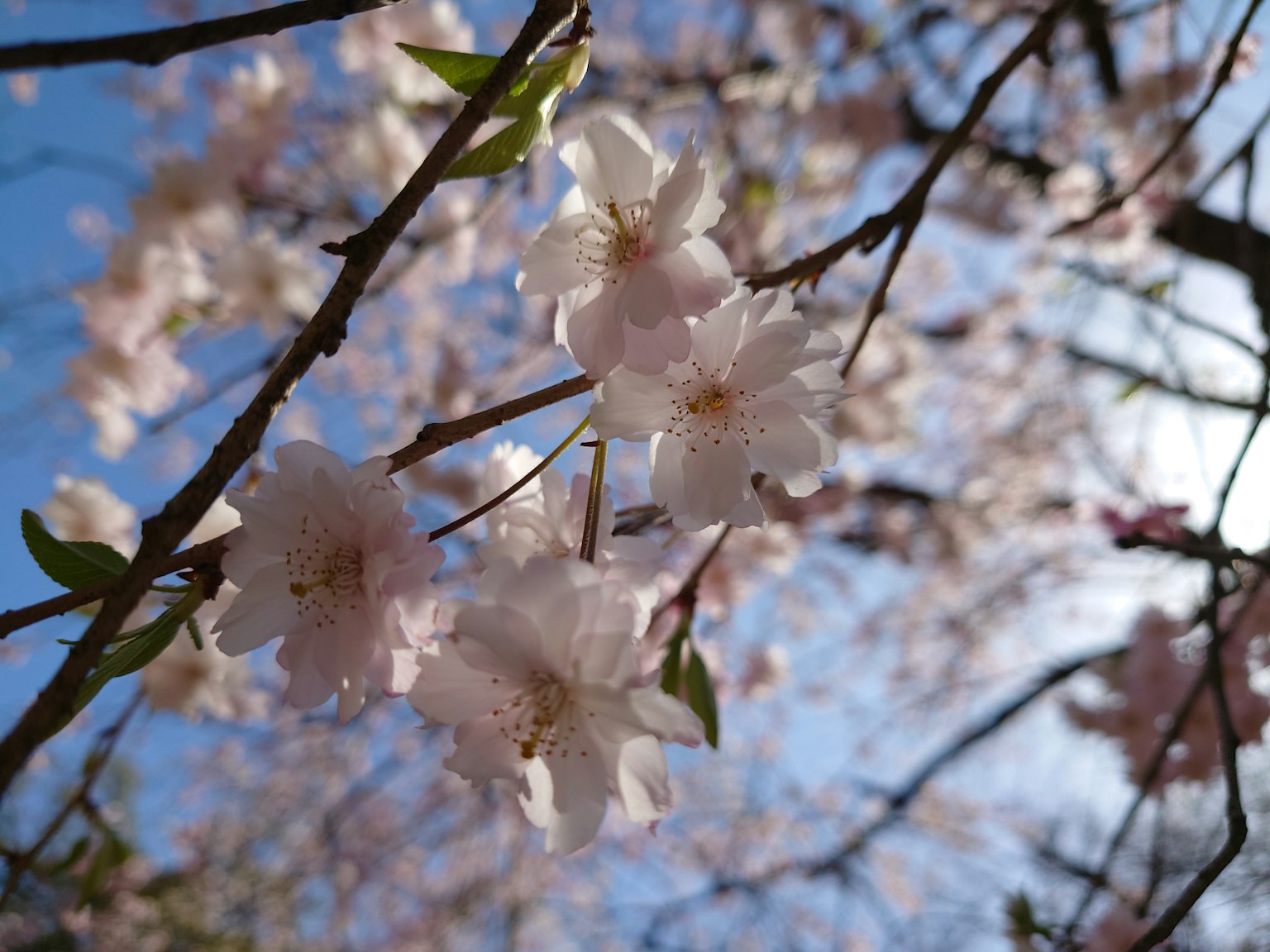 Cherry blossoms blooming under a blue sky