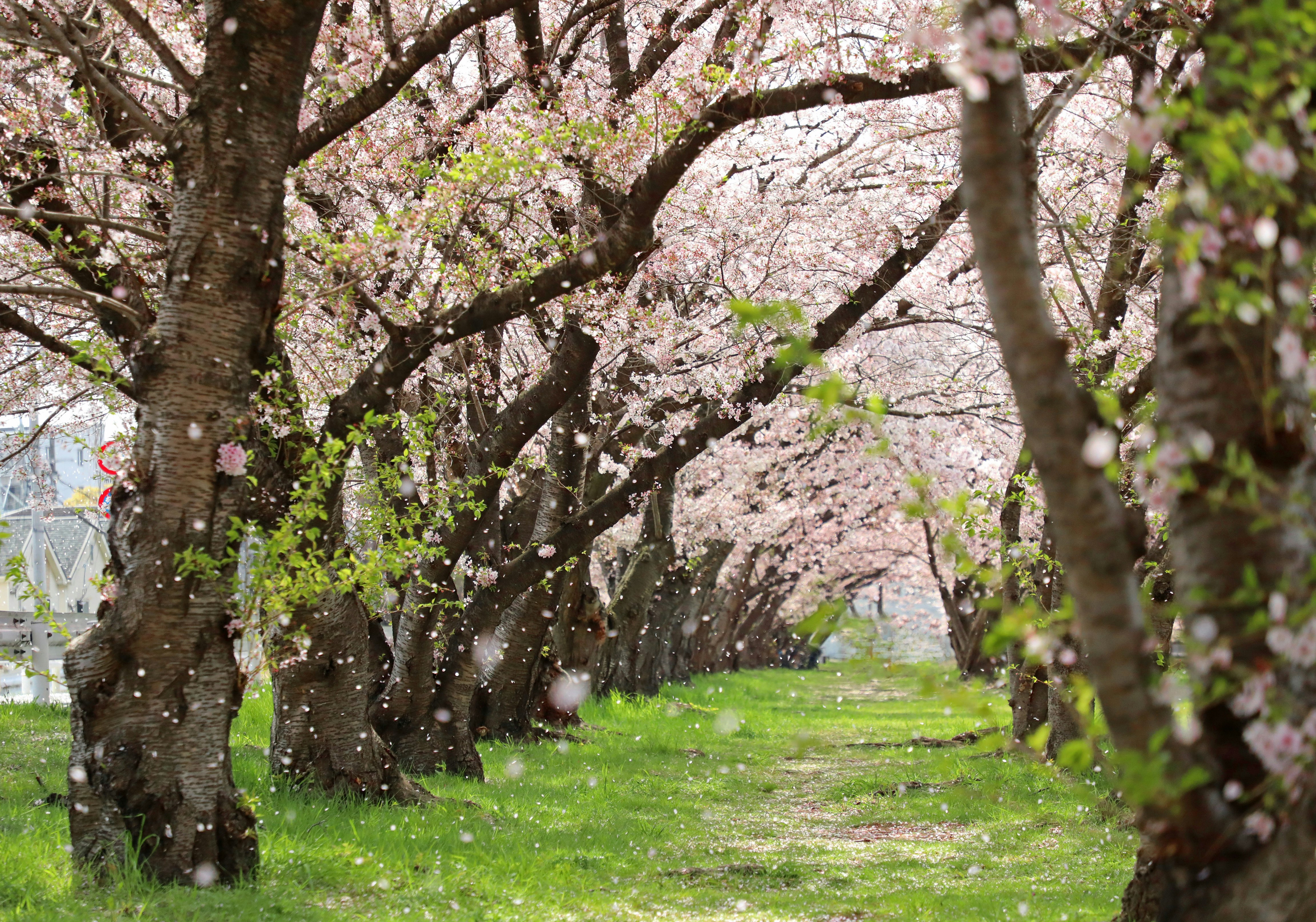 桜並木のトンネルで舞い散る桜吹雪の小道