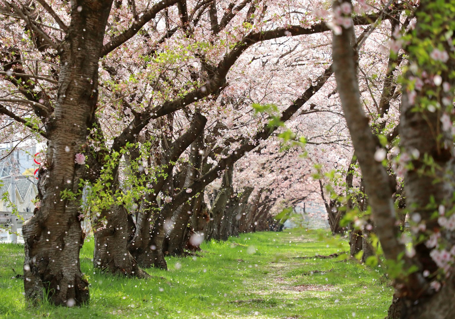 Viale fiancheggiato da alberi di ciliegio e petali