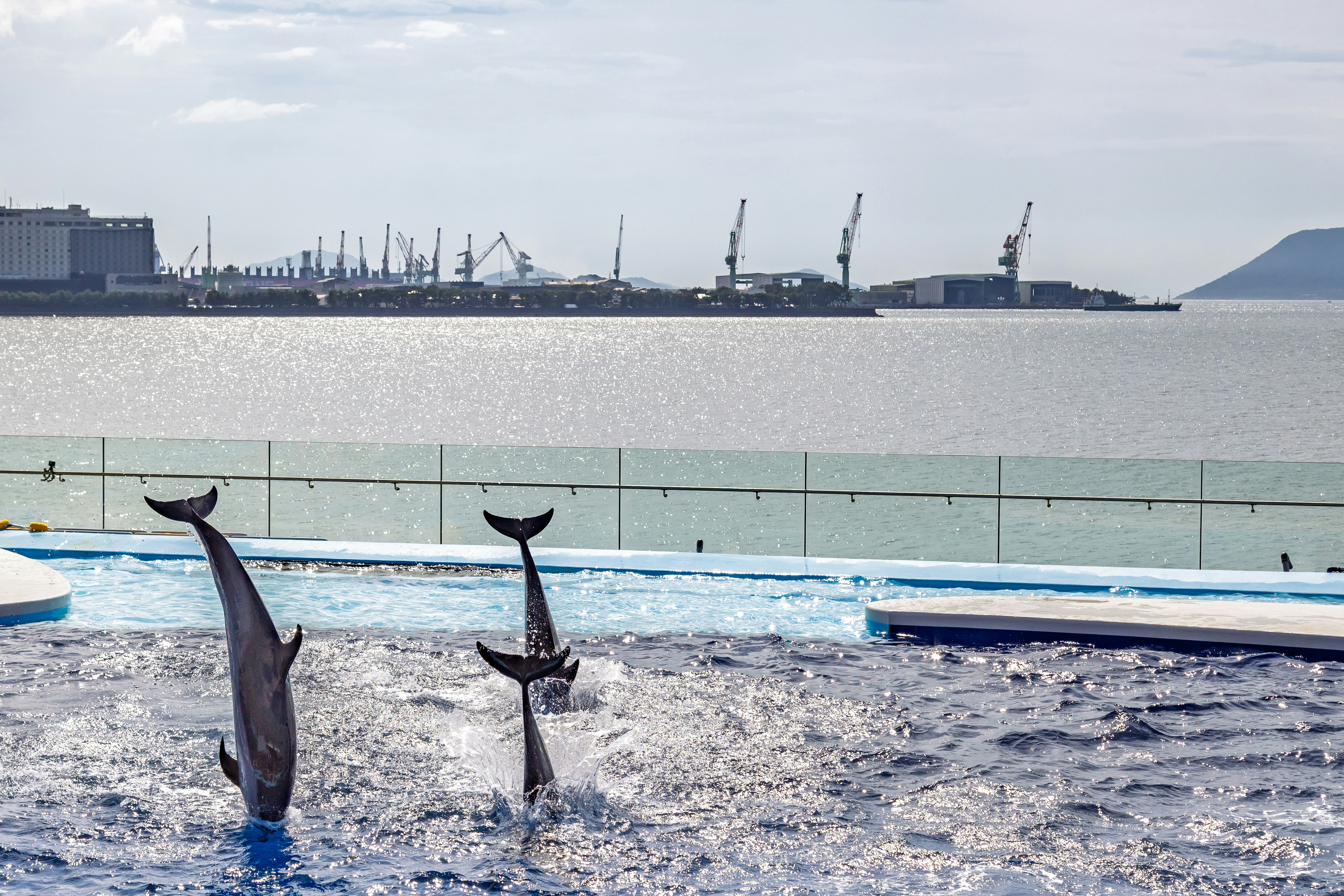 Groupe de dauphins sautant dans une eau peu profonde au bord de la mer